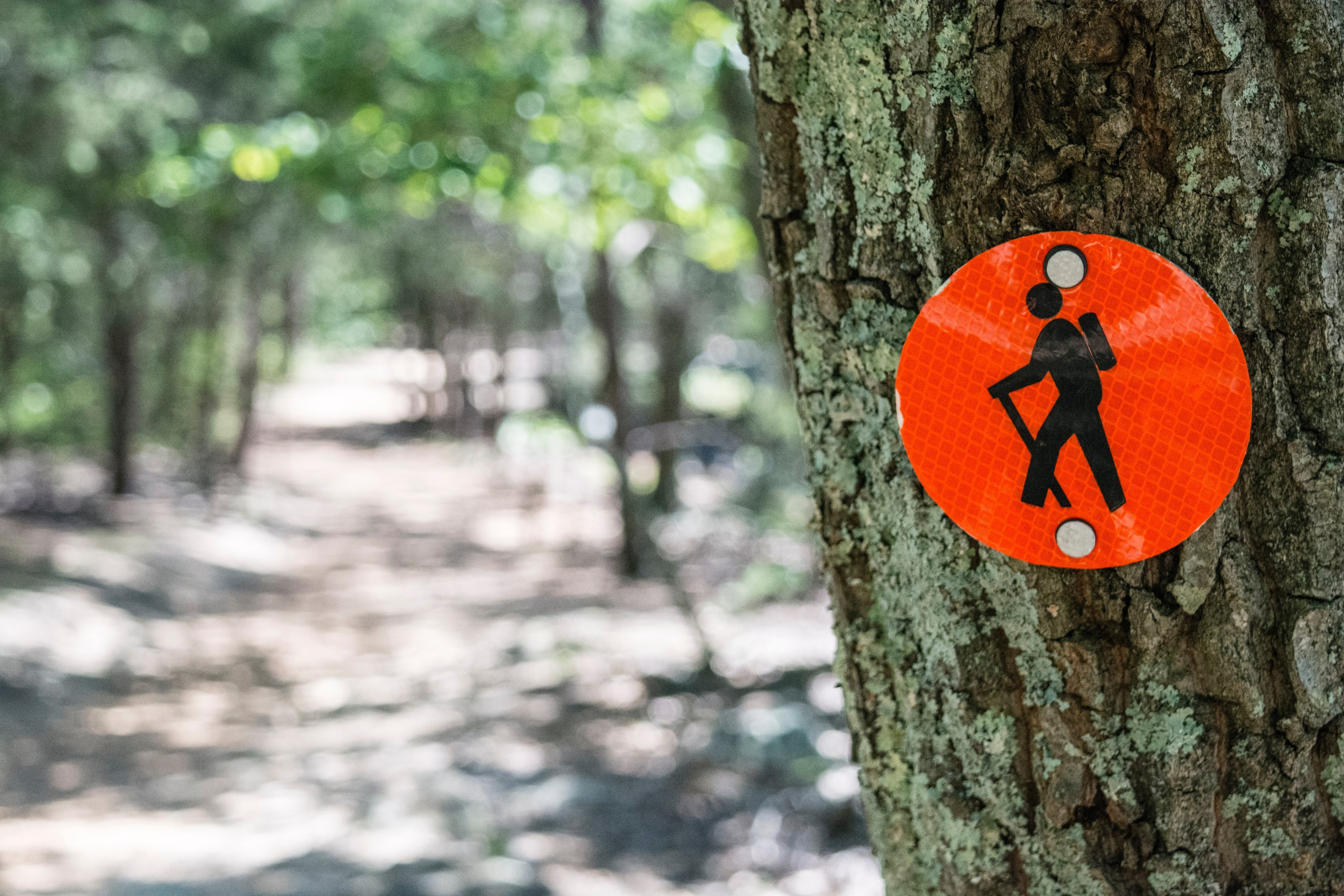 hike tree trunk and bark 4k, HD Wallpaper