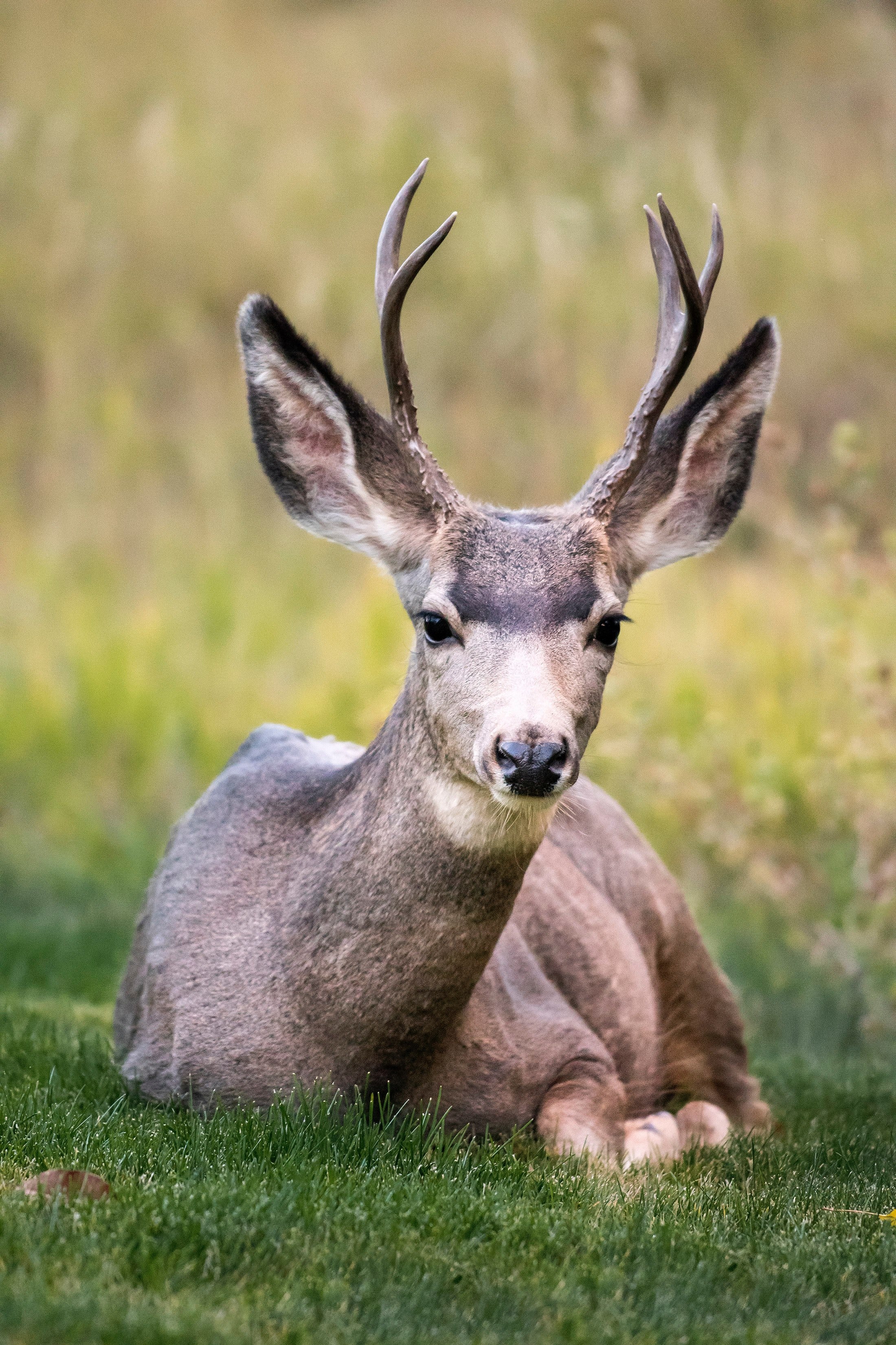 animal deer antler and mammal hd, 4k, Phone HD Wallpaper