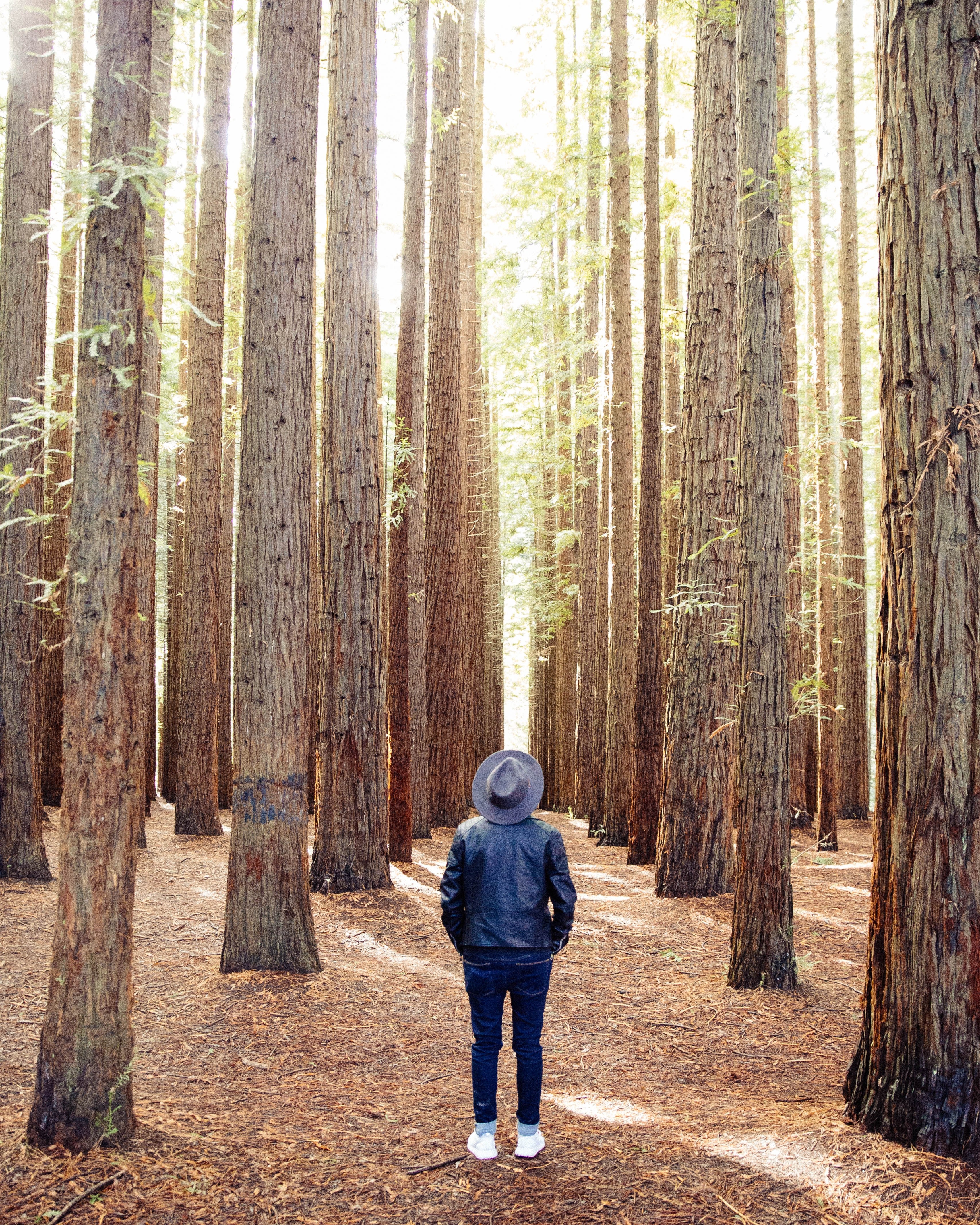 a person in a gray hat standing in the middle of a forest and looking up, looking at the tree canopy 4k, Phone HD Wallpaper
