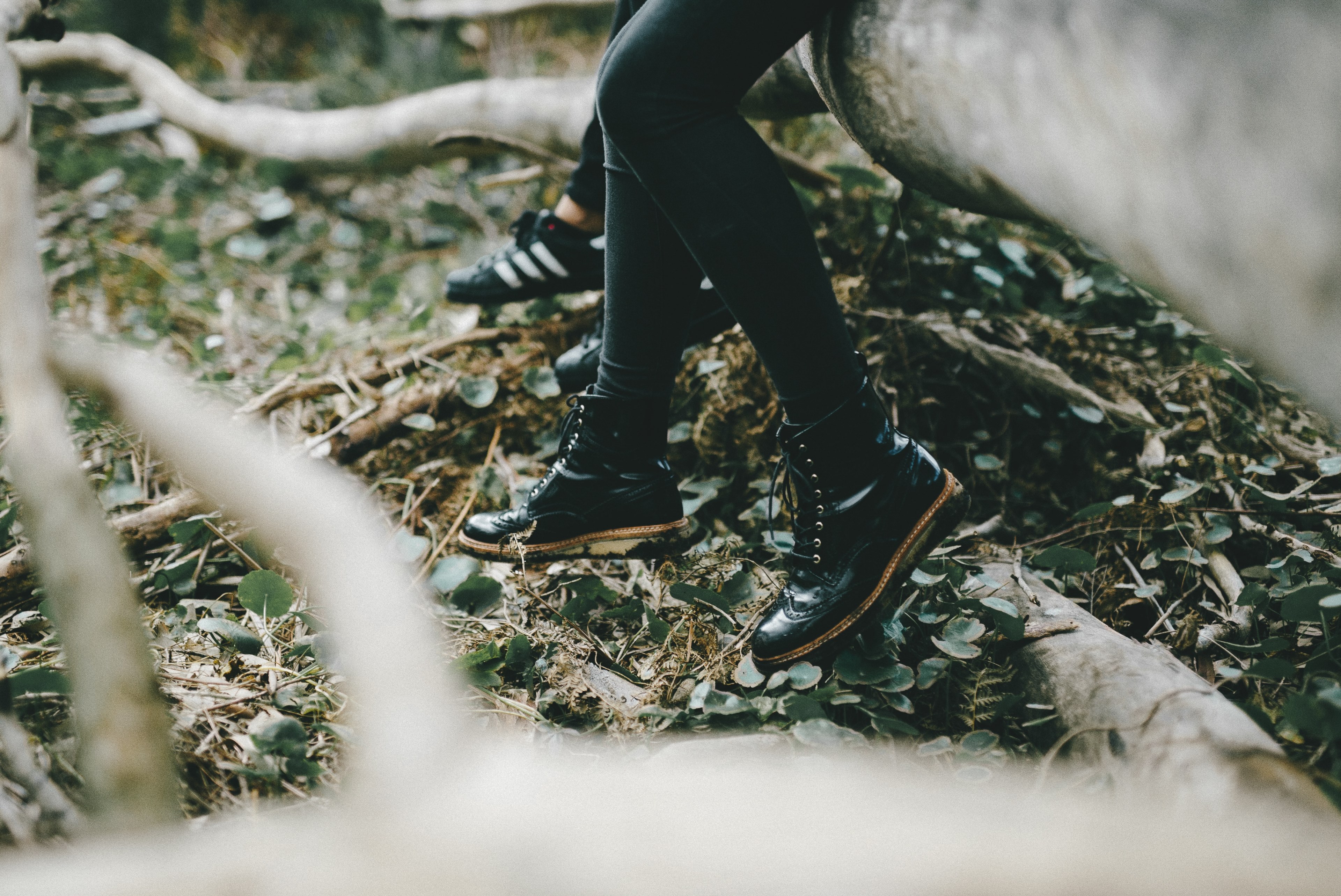 fallen tree sitting forest floor and resting 4k, HD Wallpaper