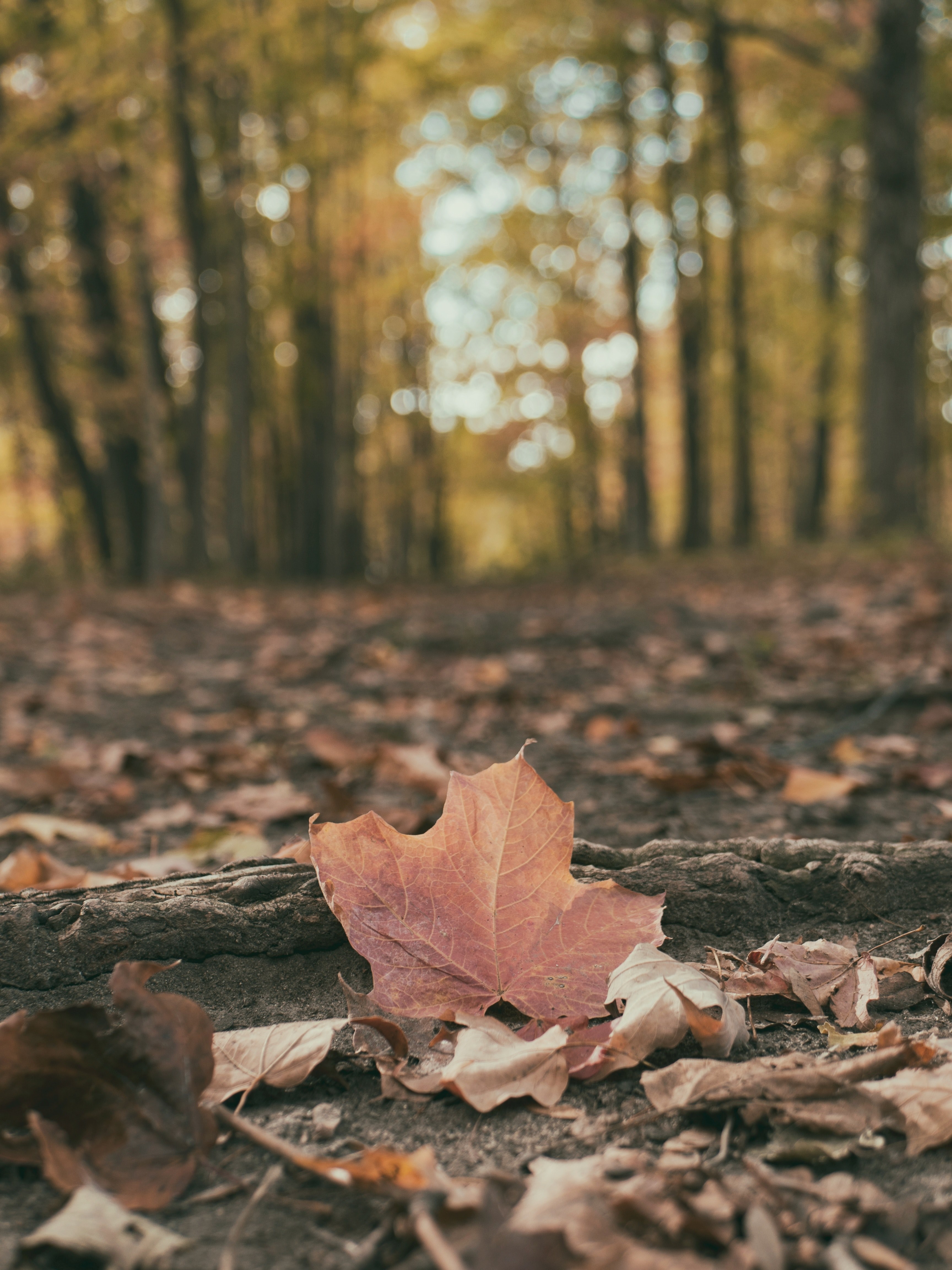 root hike forest and nature hd, 4k, Phone HD Wallpaper