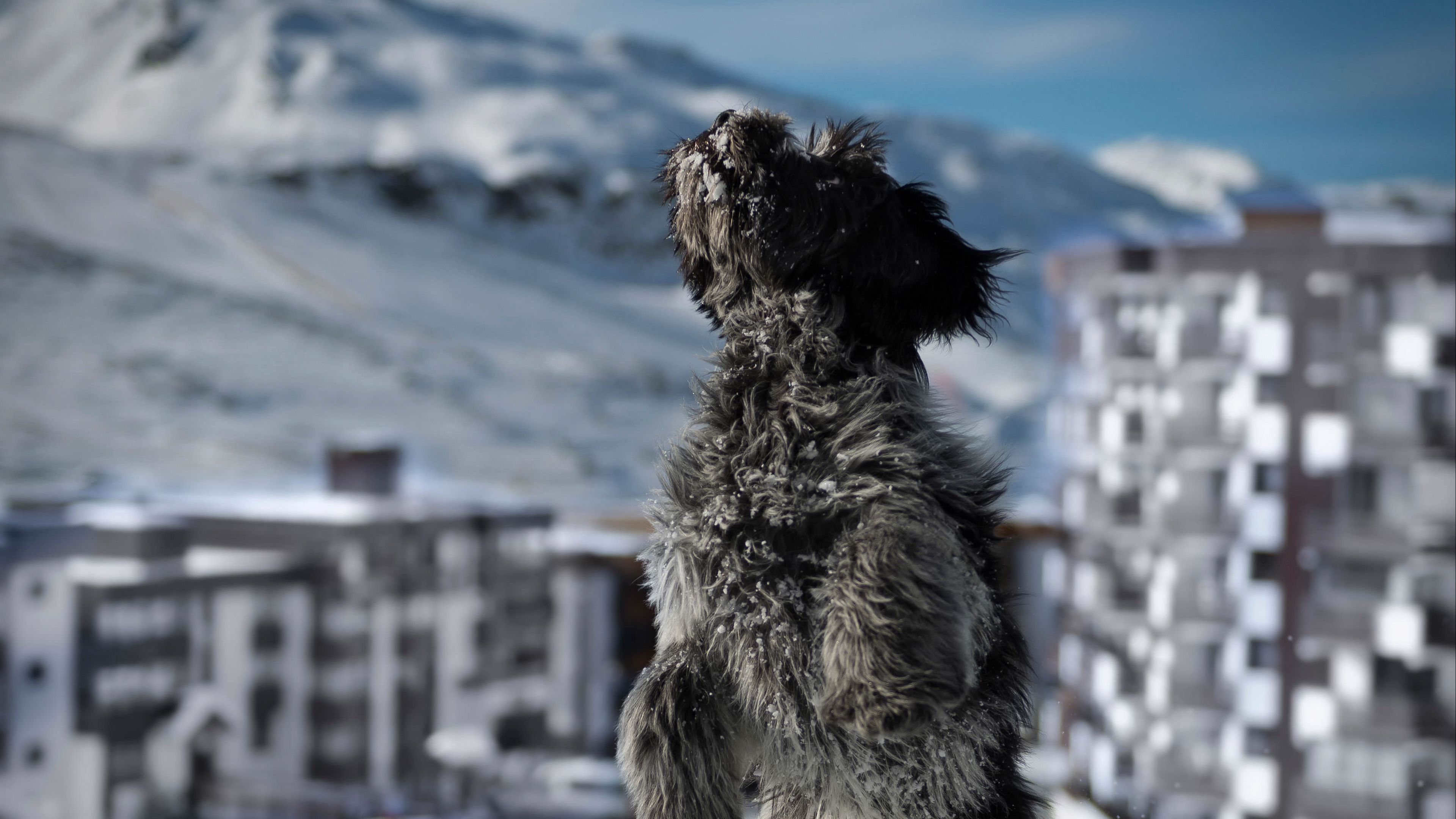 dog, snow, jump, building, 4k, HD Wallpaper