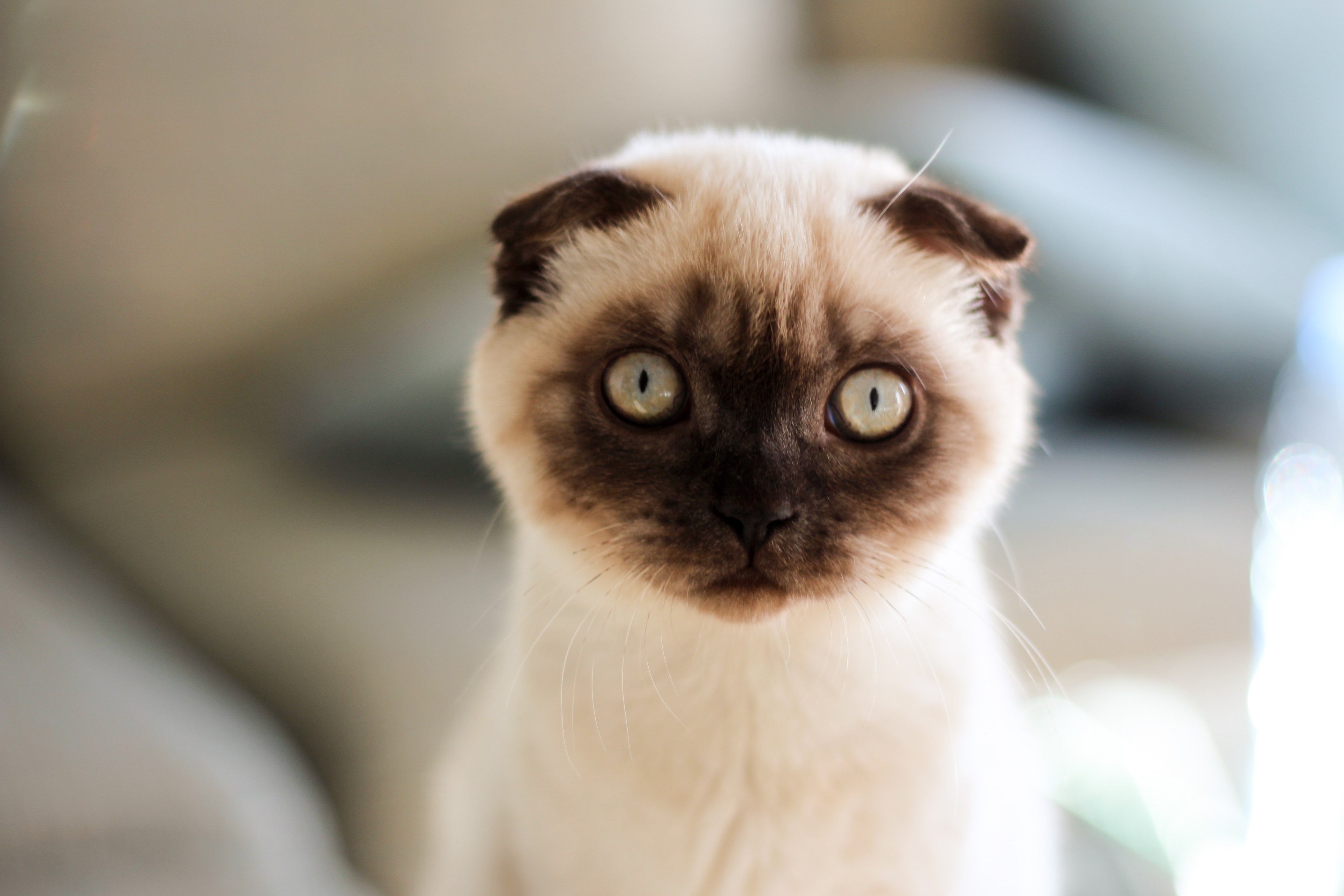 pet animal playful and adorable 4k, HD Wallpaper