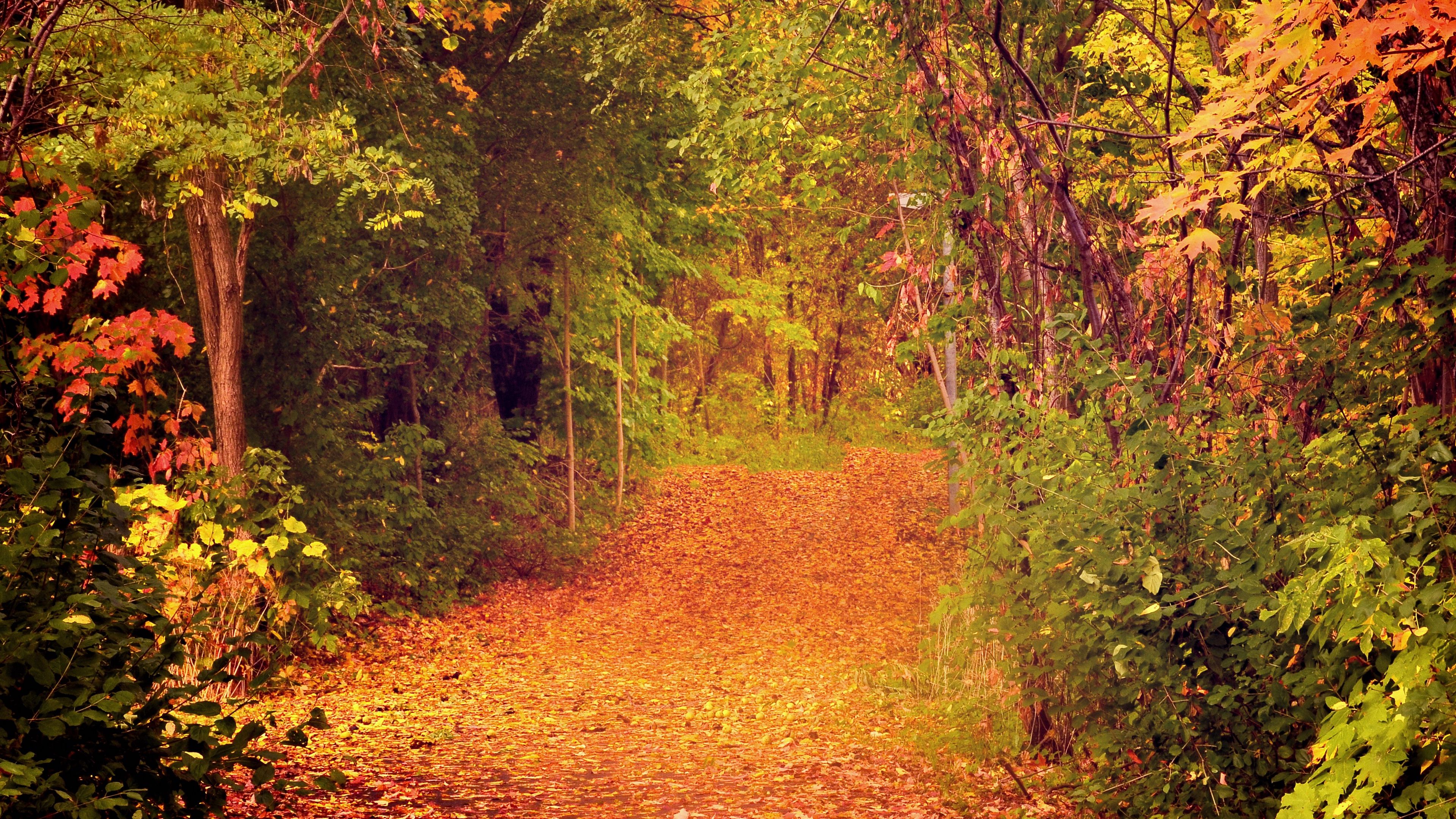 autumn, forest, trees, foliage, 4k, HD Wallpaper