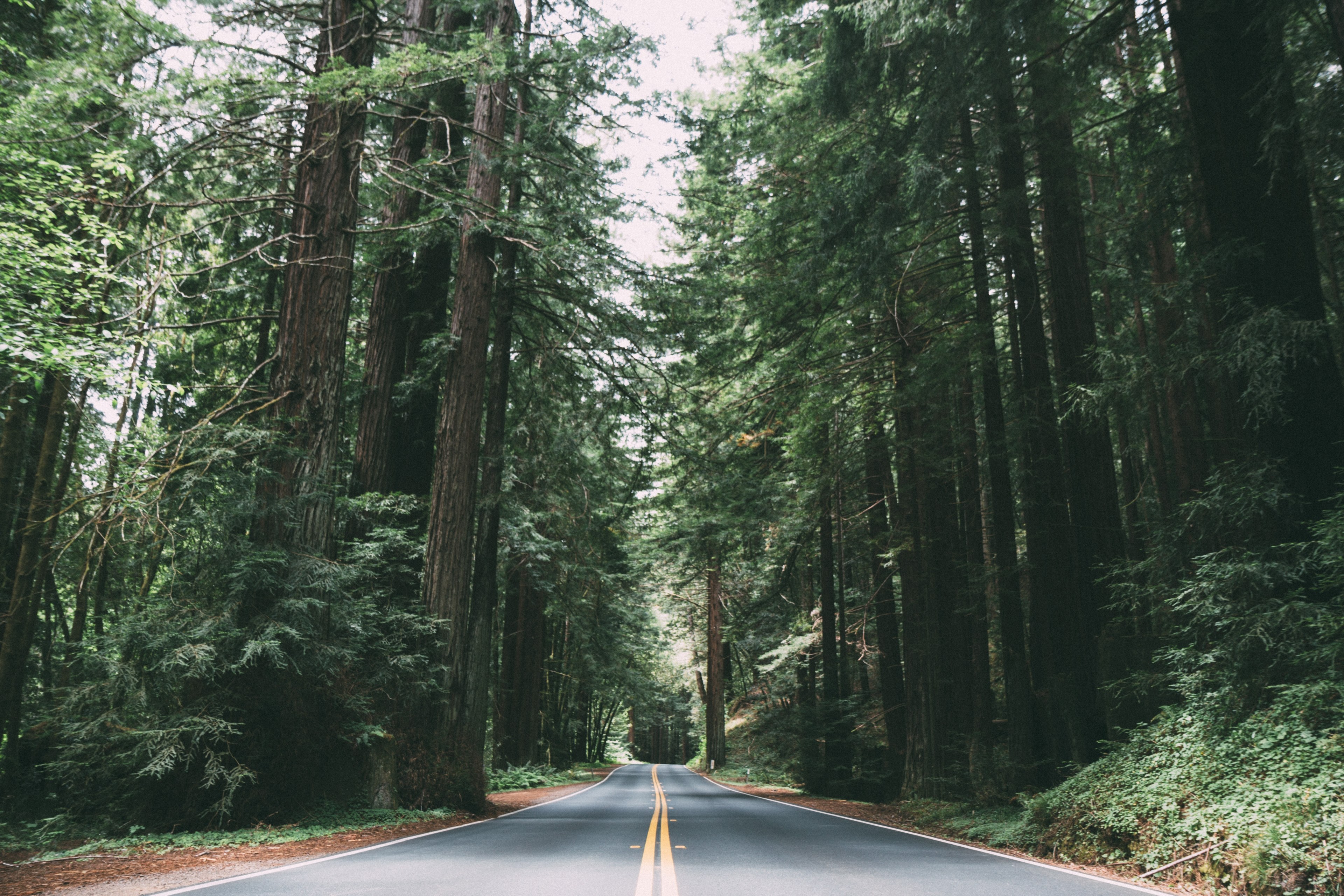 an asphalt road through a pine forest in california, road in a pine forest 4k, HD Wallpaper