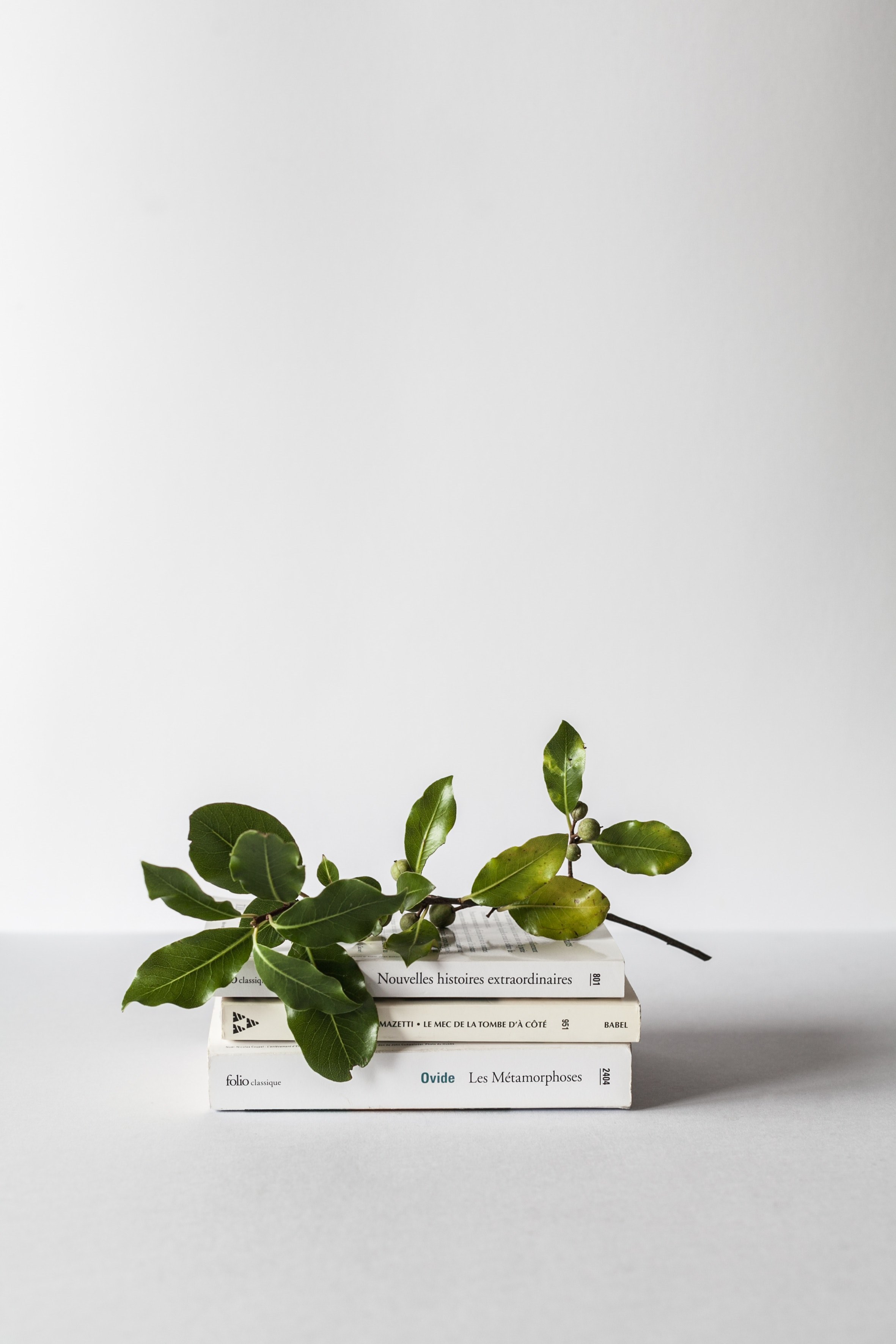 plant foliage leaf and book hd, 4k, Phone HD Wallpaper