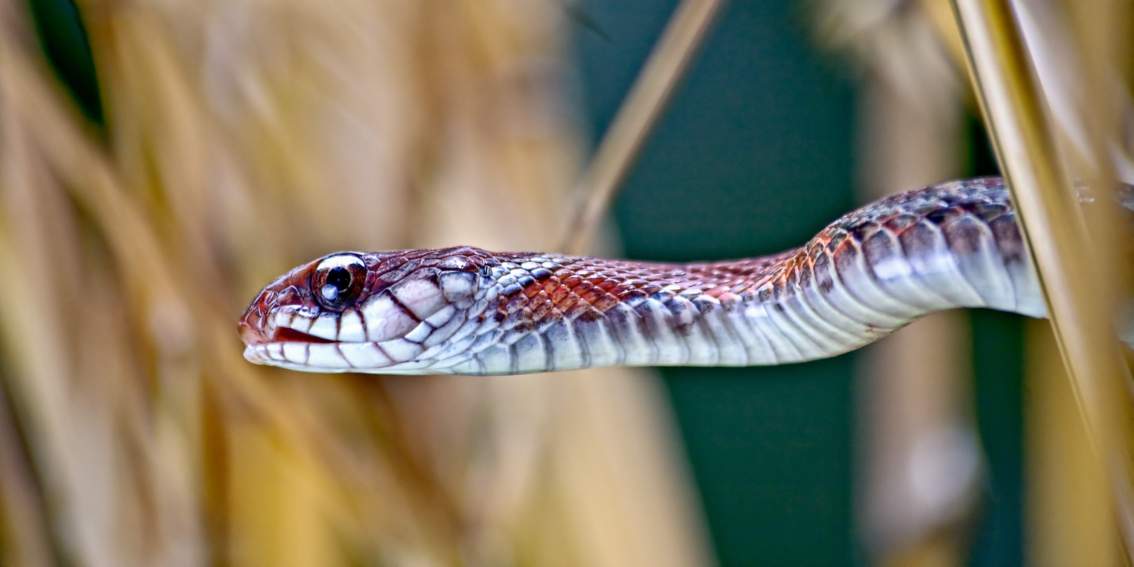 snake with a facial expression 4k, HD Wallpaper