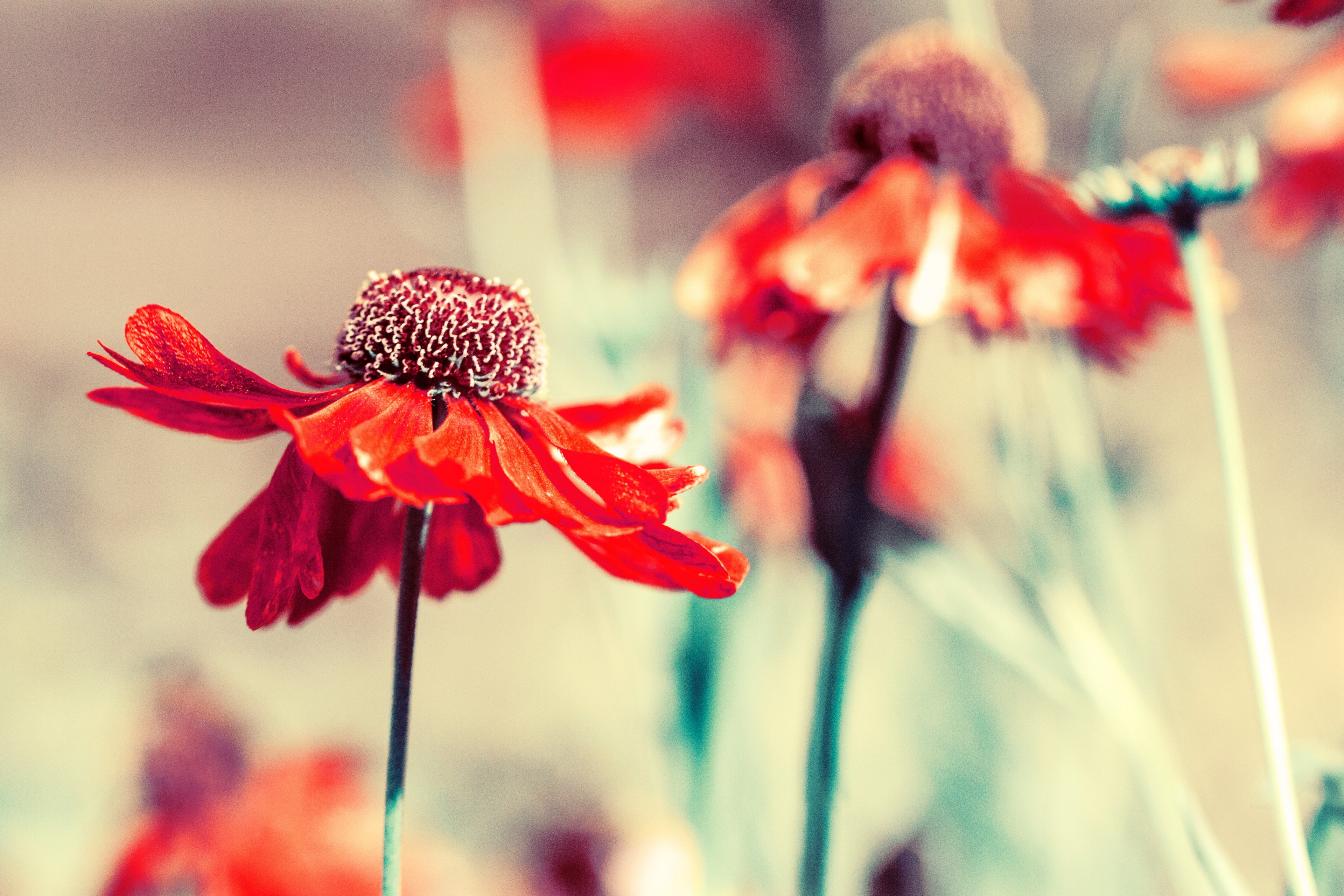 red wildflowers wilt in a field, wilting wildflowers 4k, HD Wallpaper