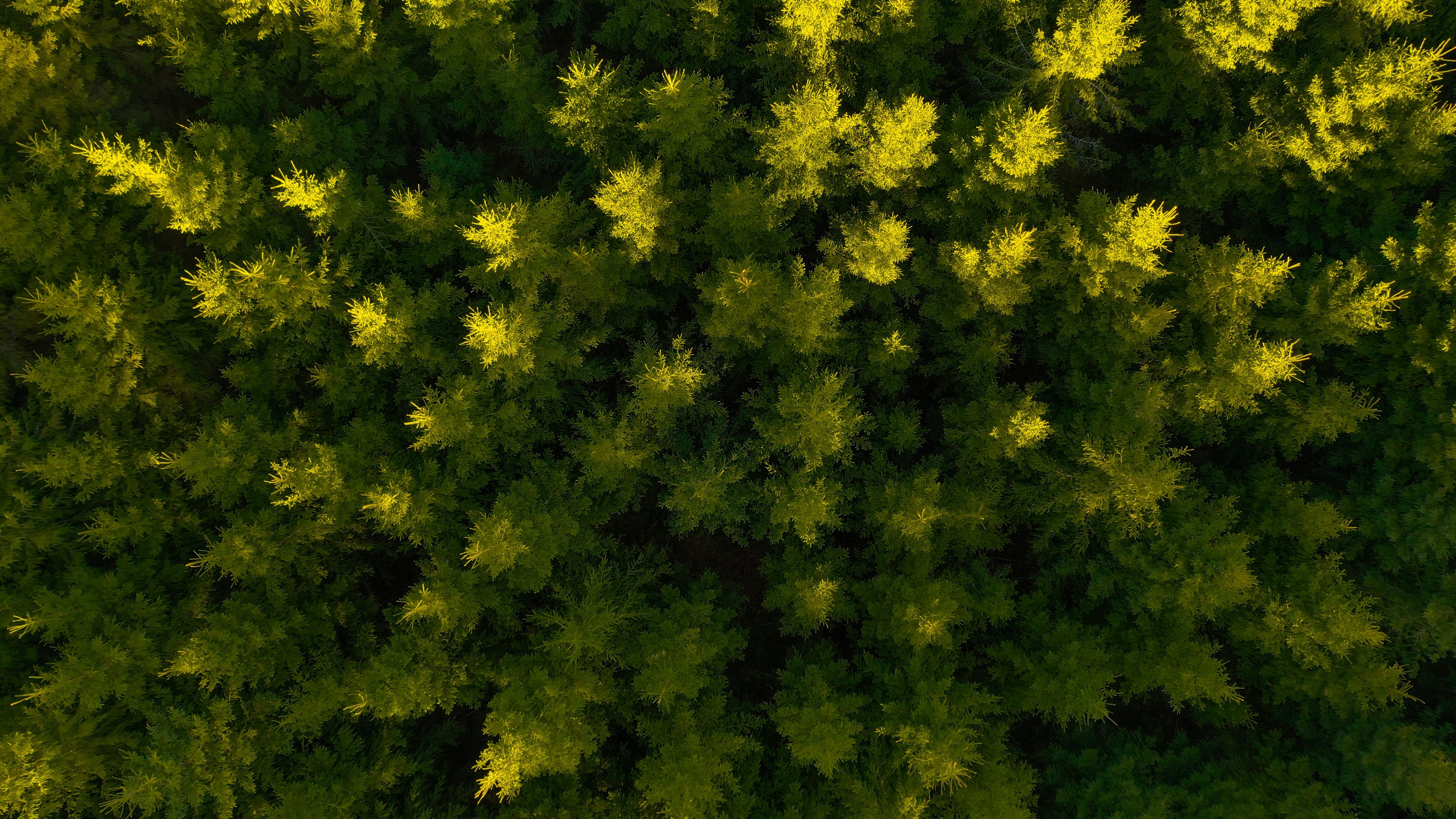forest, aerial view, spruce, 4k, HD Wallpaper