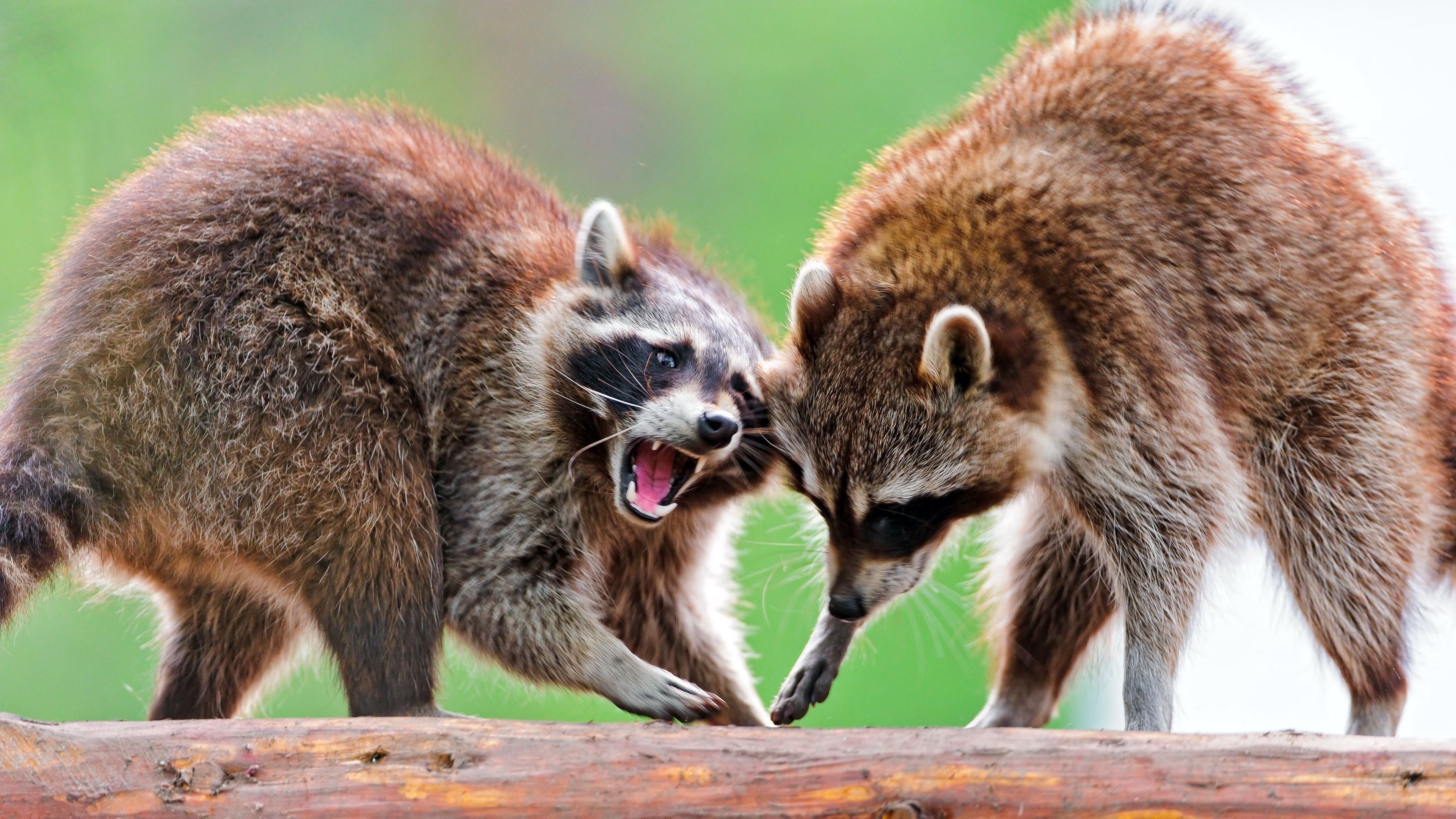 raccoons, raccoon, couple, fight, 4k, HD Wallpaper