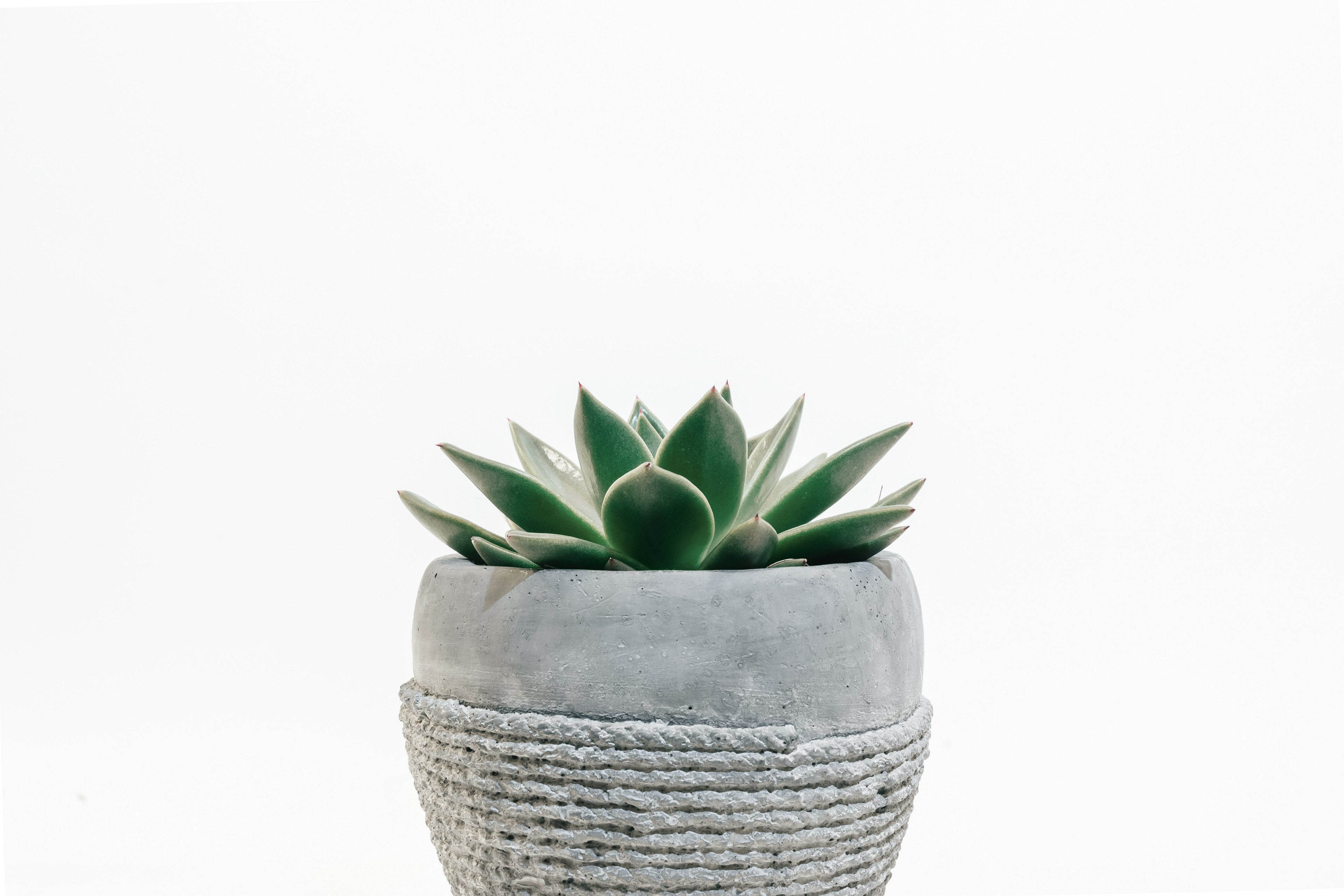 plant pot succulent and green 4k, HD Wallpaper