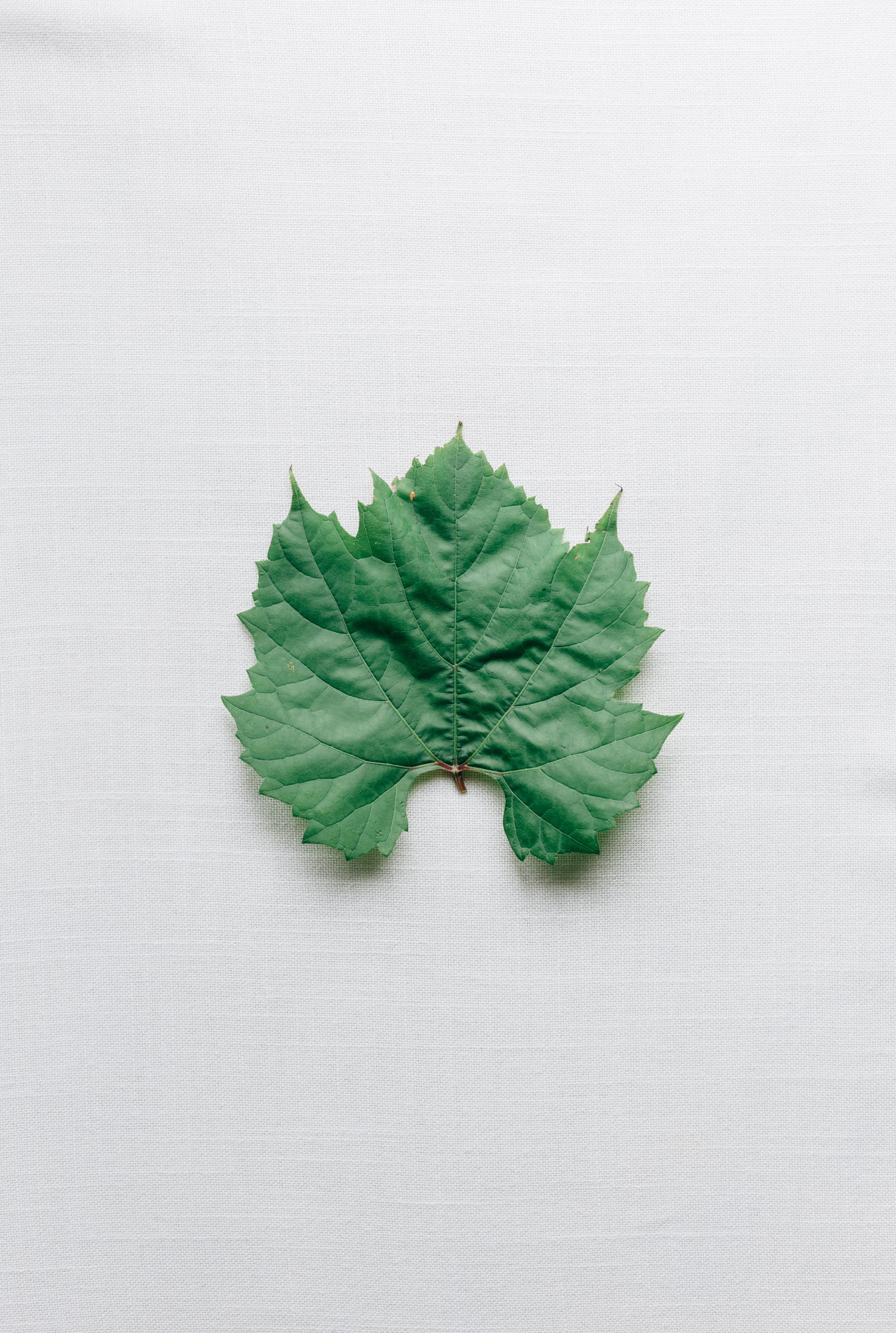 a single grape leaf 4k, Phone HD Wallpaper