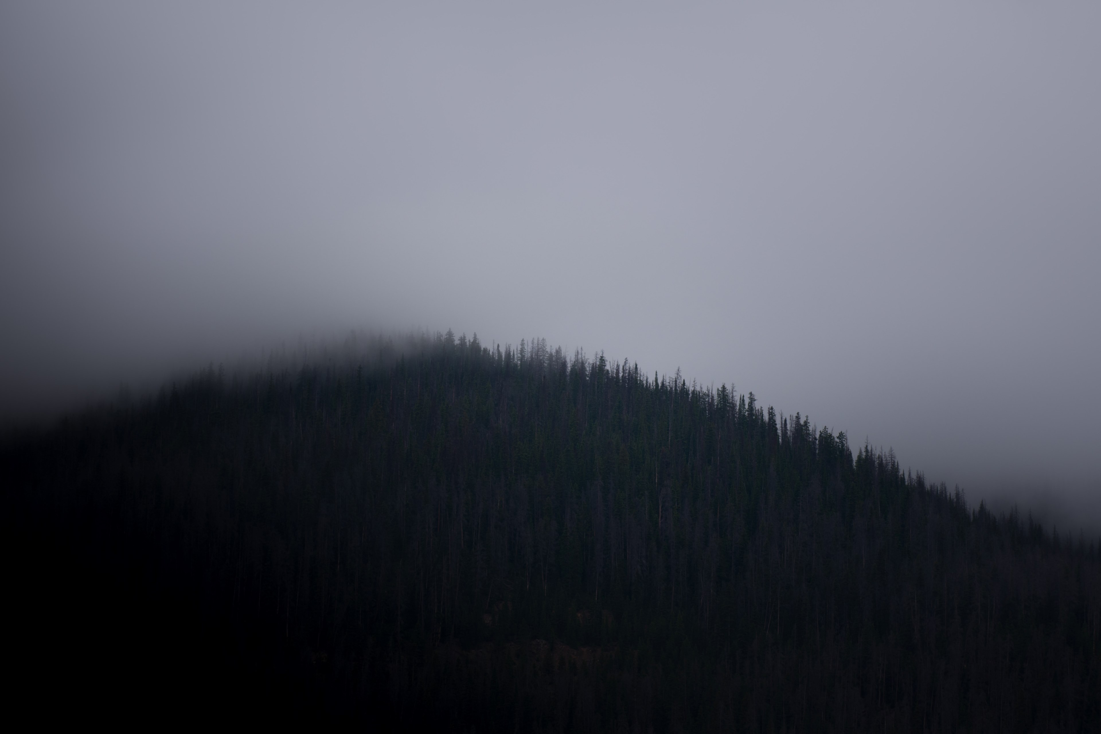 fog and overcast sky over a dark forest in colorado, forest under gray sky 4k, HD Wallpaper