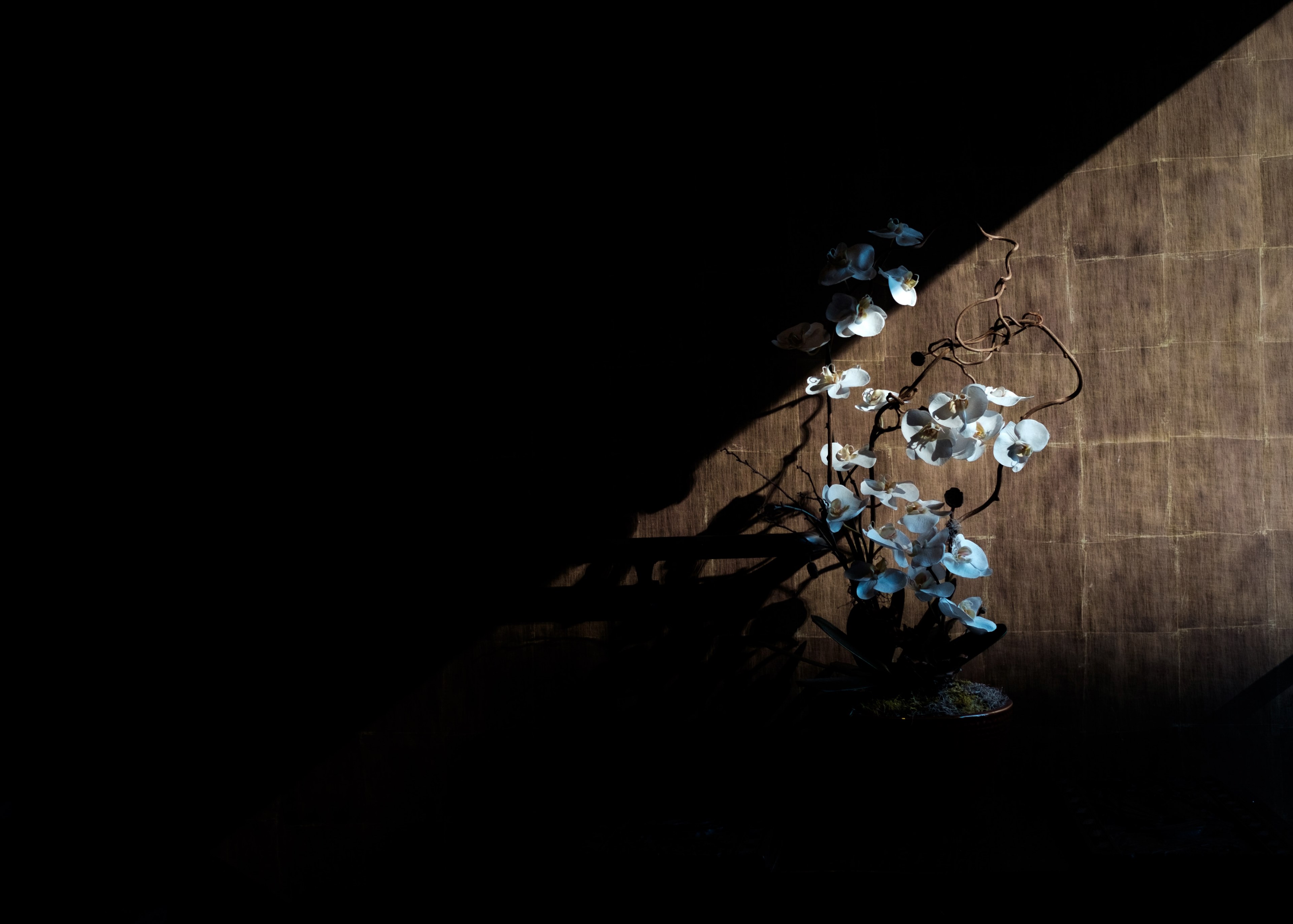 a dim shot of white orchid flowers in a pot illuminated by sunlight from the window, potted orchids in a dark room 4k, HD Wallpaper