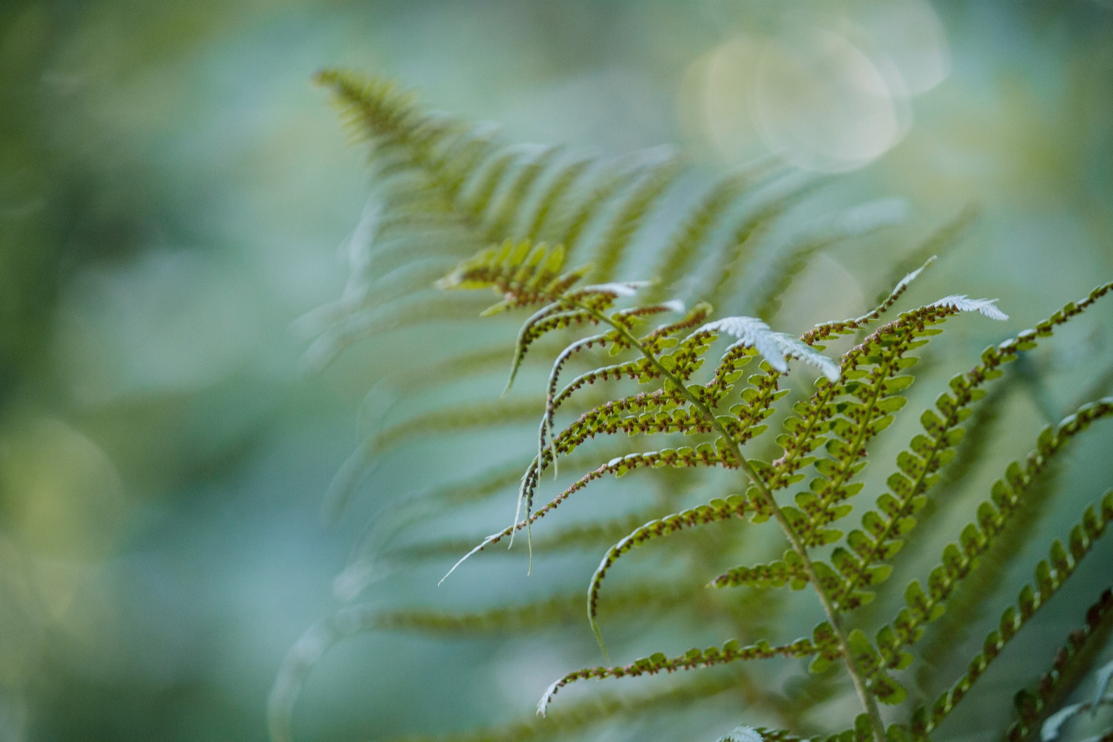 closeup cereal growth and floral 4k, HD Wallpaper