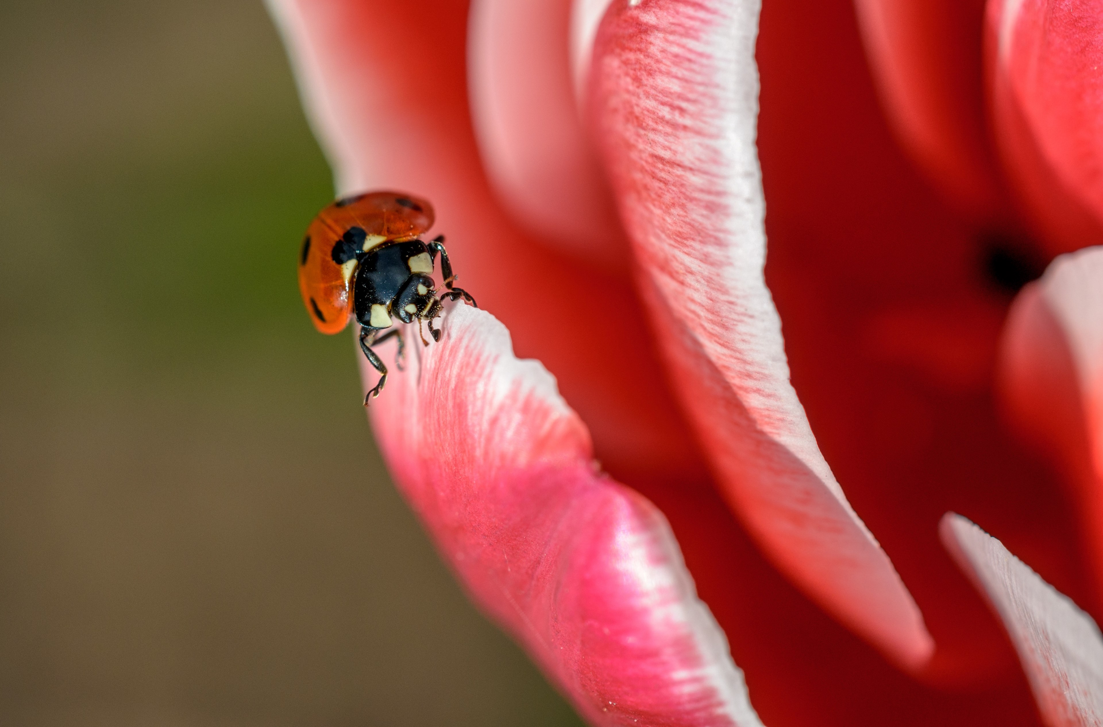 a macro shot of a red ladybug climbing up a red flower petal, on tulips edge 4k, HD Wallpaper