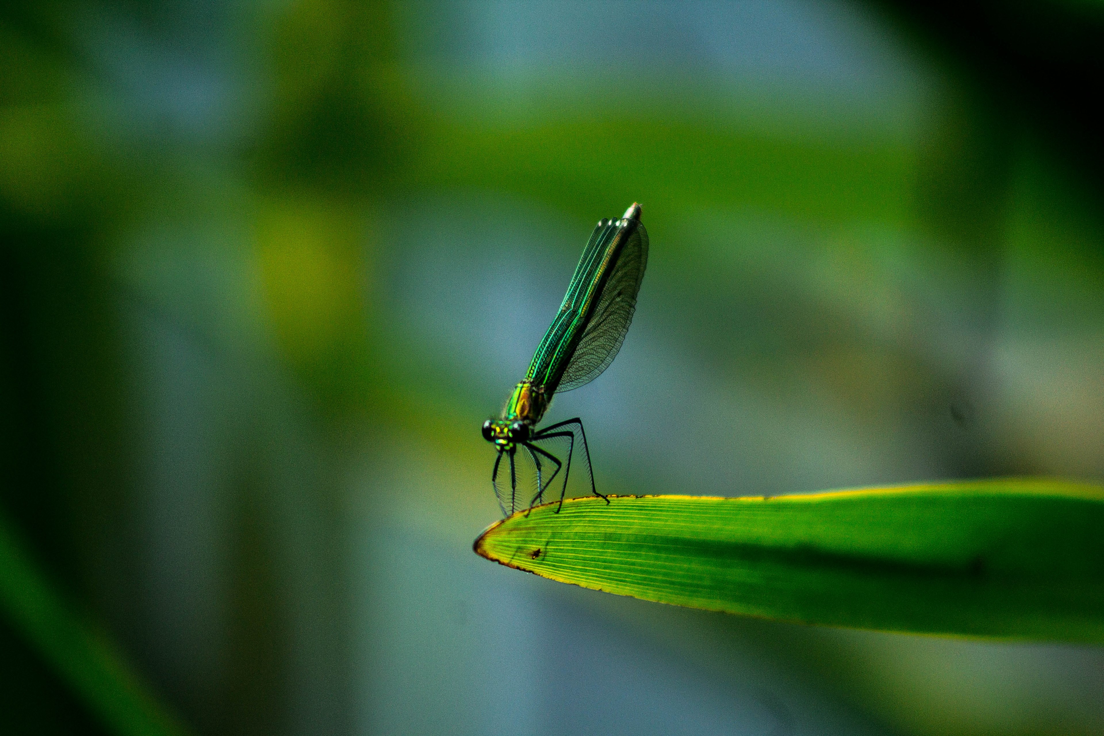 green dragonfly blends in with its surroundings sitting on a leaf, ready to take flight 4k, HD Wallpaper