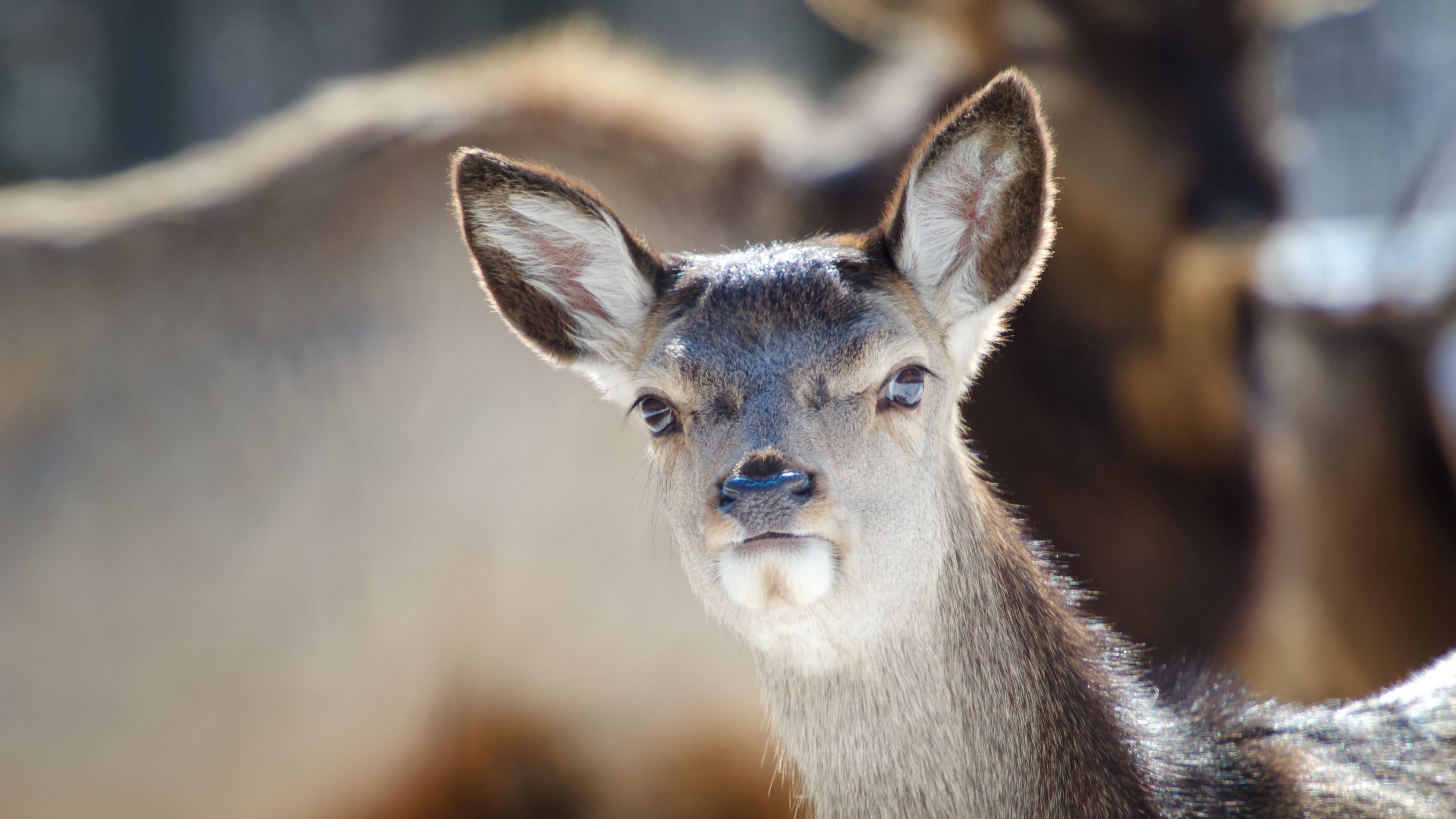 doe, ears, animal, 4k, HD Wallpaper