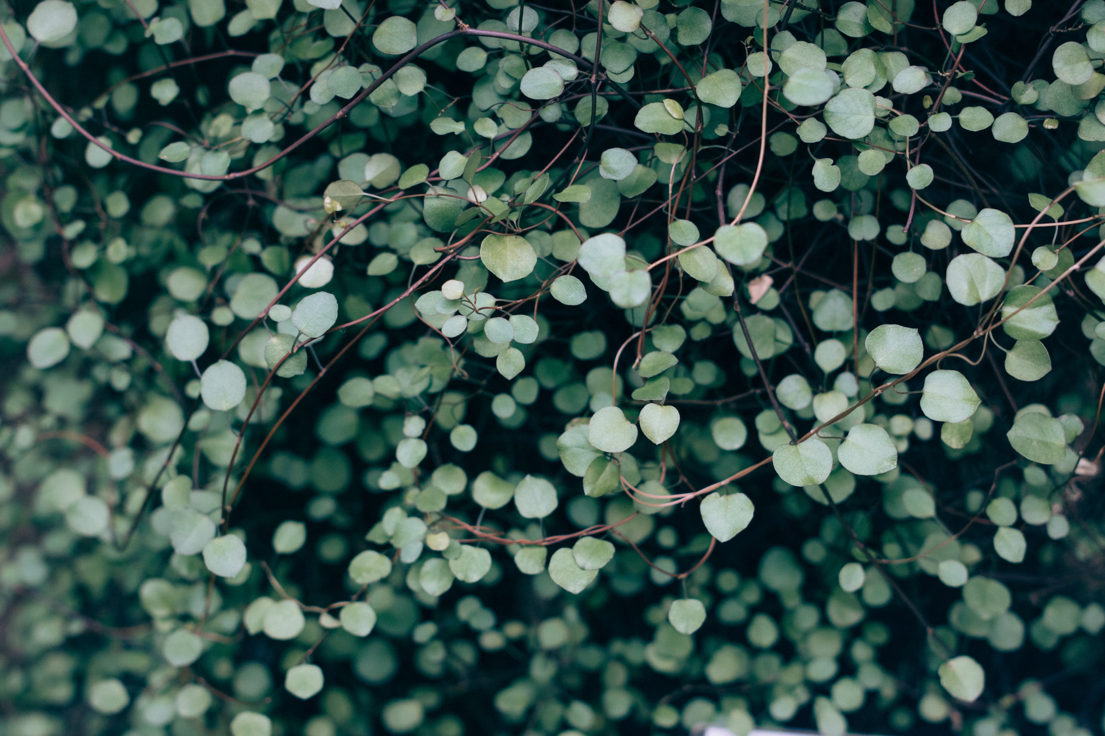 vine plant garden and leaf 4k, HD Wallpaper