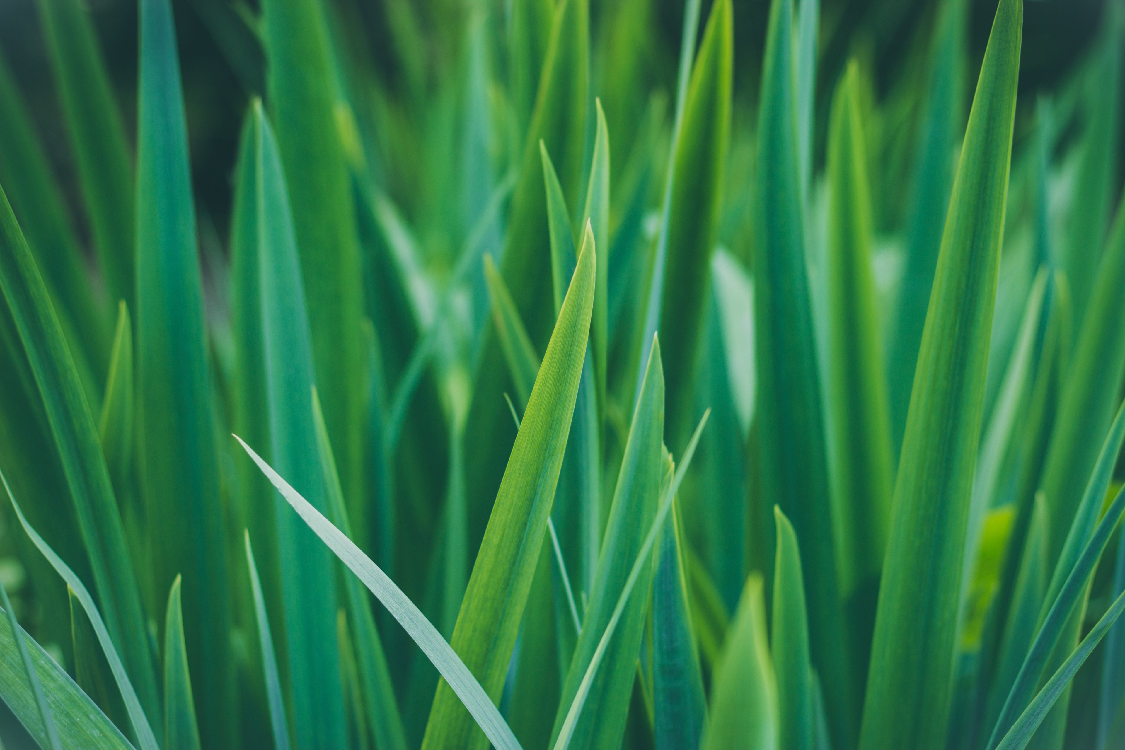 grass grass blade plant and blade 4k, HD Wallpaper