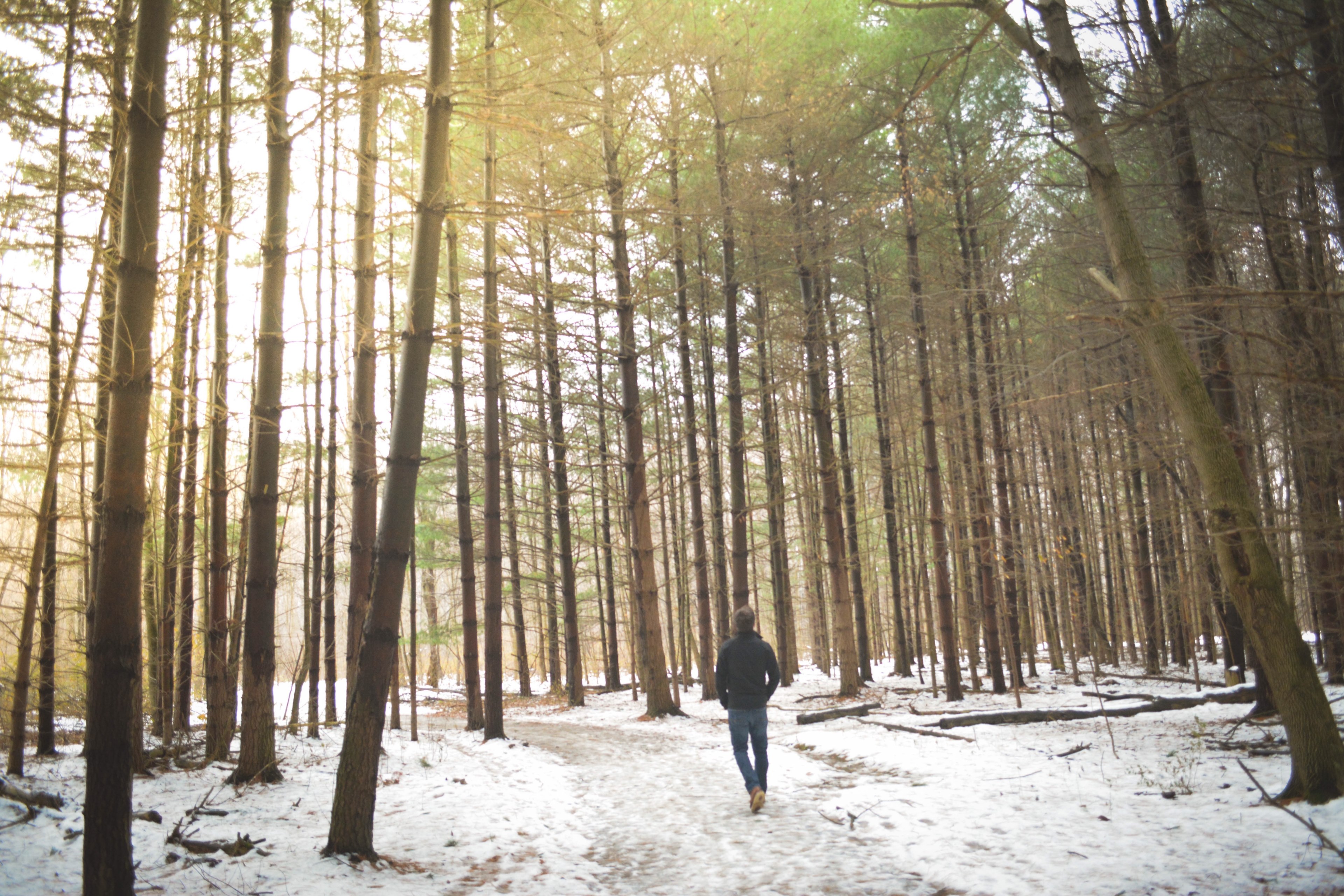a lone man walking on a snowy path in a forest, walk in a thawing forest 4k, HD Wallpaper