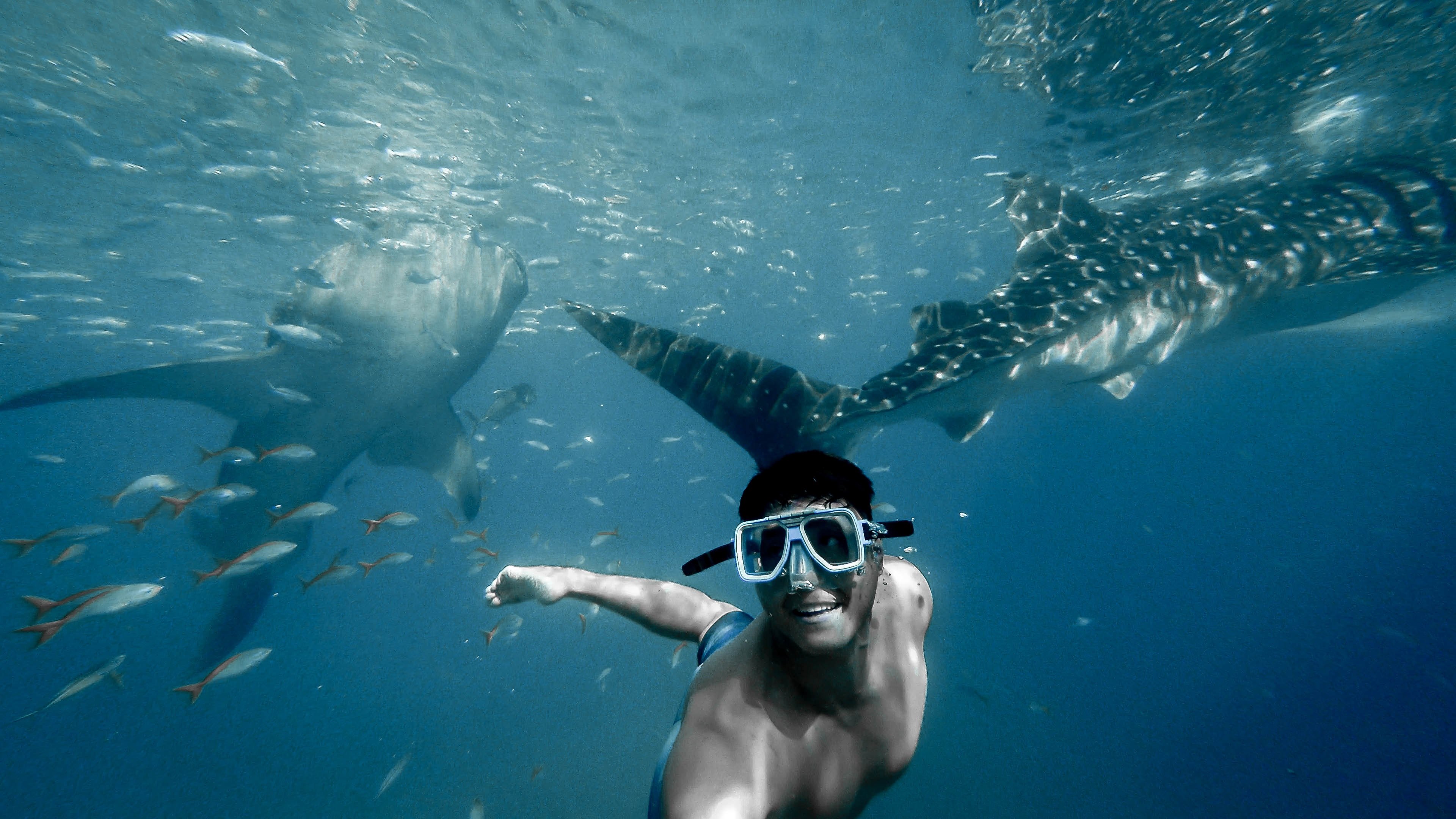 snorkel underwater swim and diving 4k, HD Wallpaper