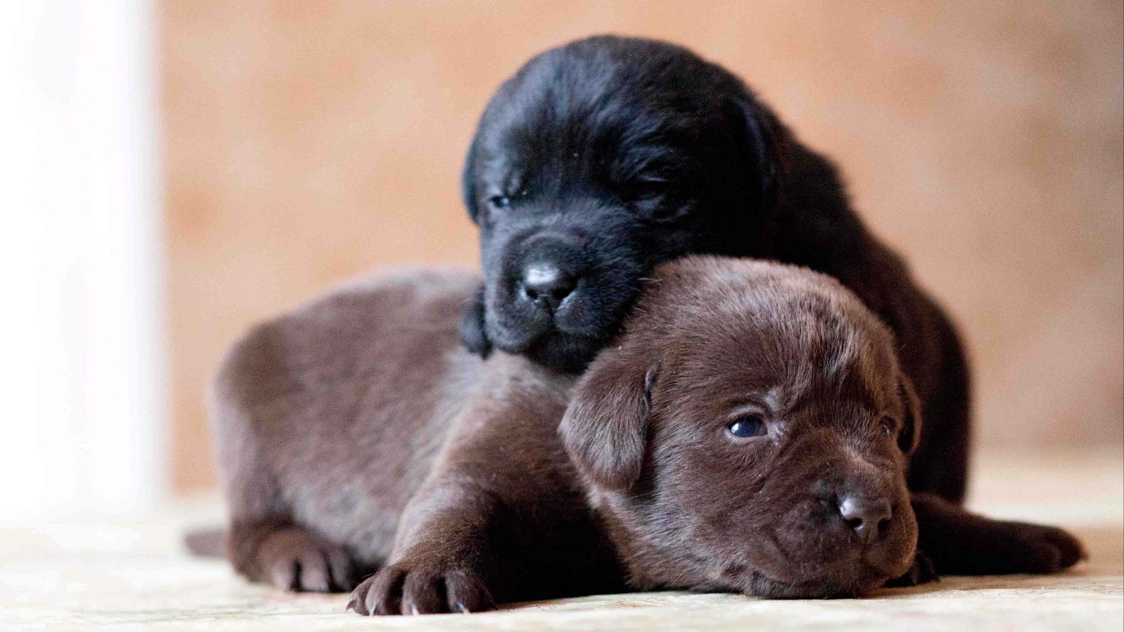 labrador, retriever, dogs, puppies, couple, 4k, HD Wallpaper