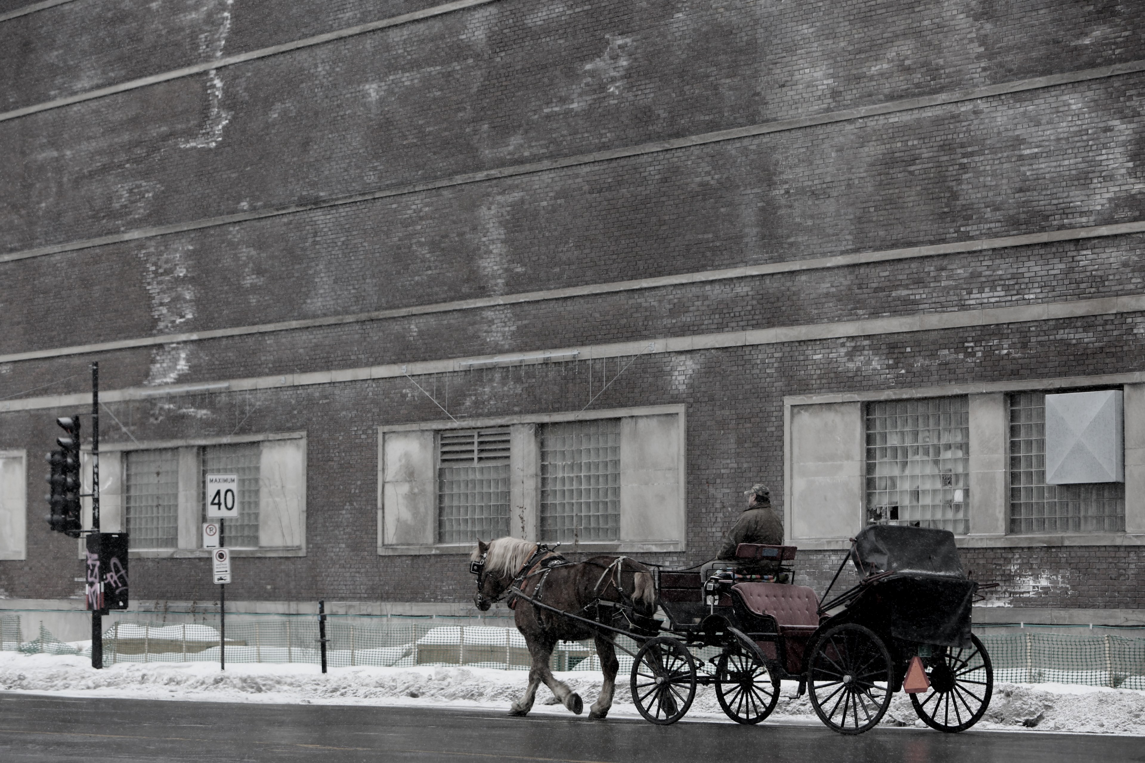 a desaturated shot of a man on a carriage pulled by a horse, horse carriage on the road 4k, HD Wallpaper