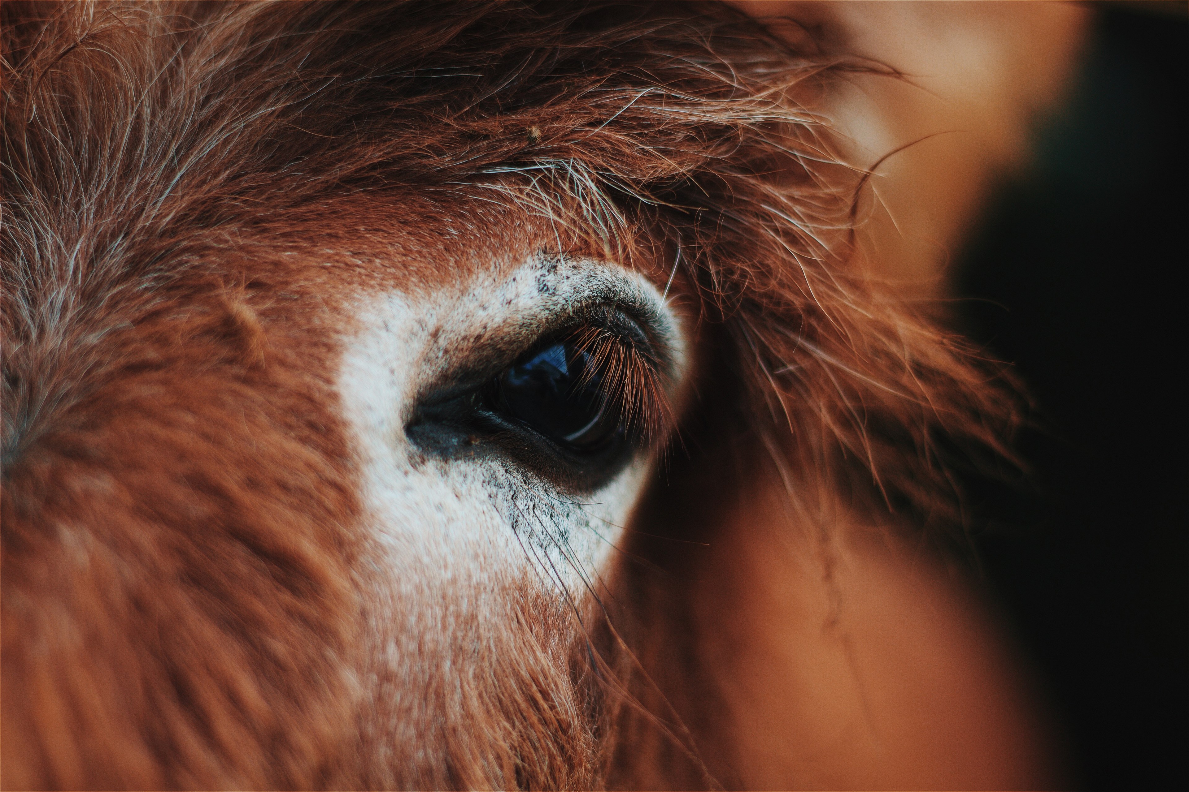 a close up of a chestnut horses dark eye, dark horse eye 4k, HD Wallpaper