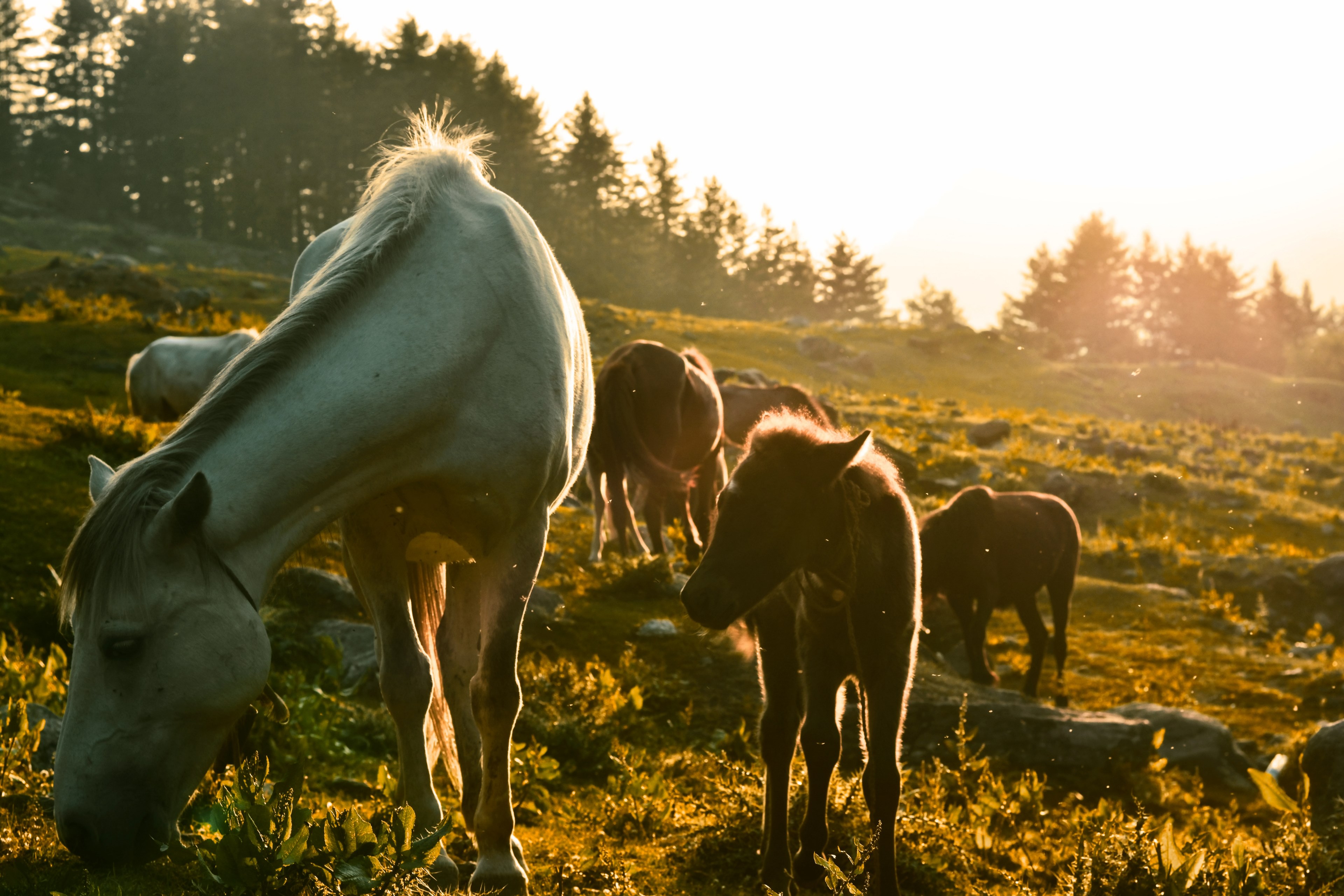 adult horses and ponies grazing on a rocky slope in direct sunlight, sunset dreams 4k, HD Wallpaper