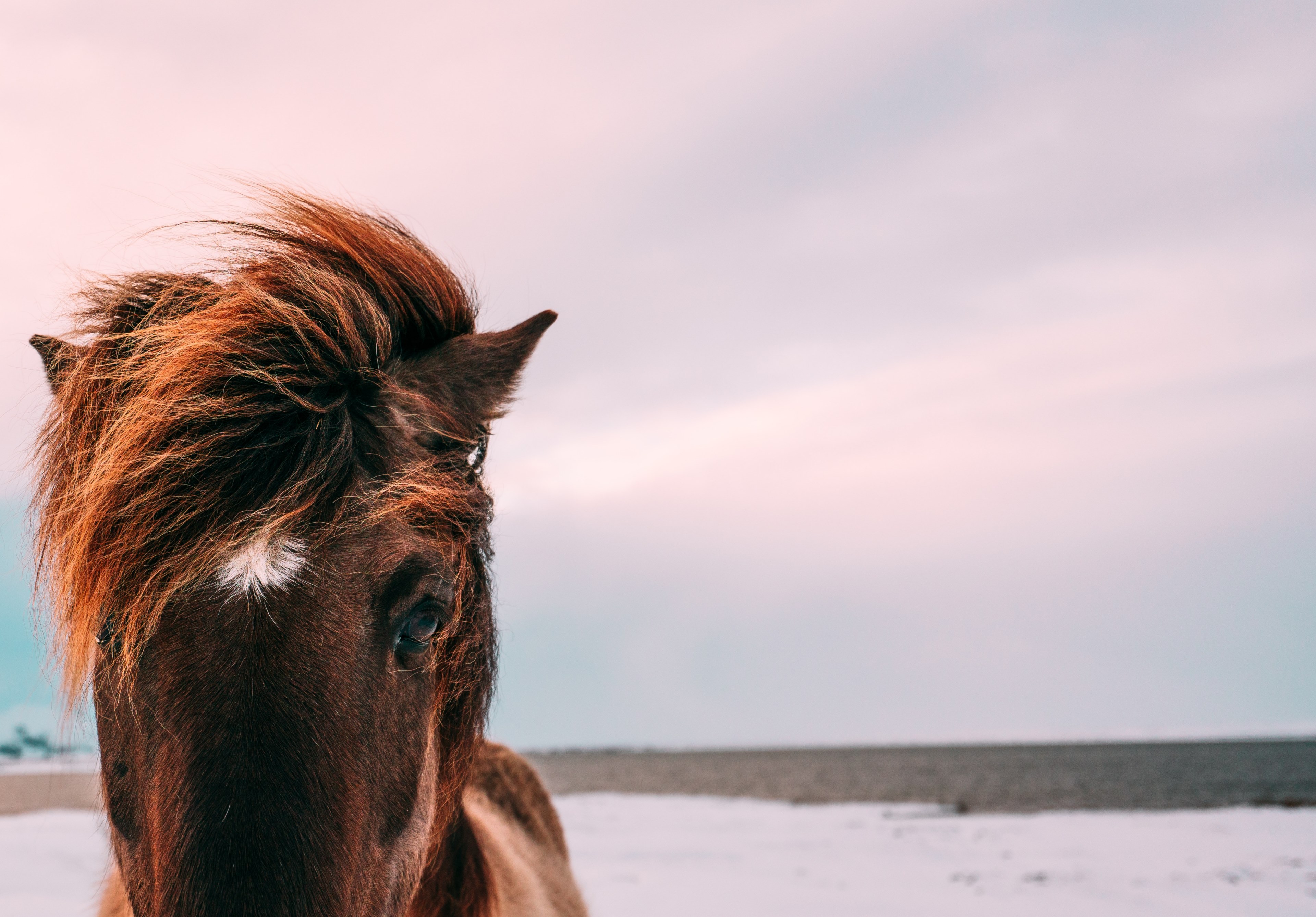 close up of the head of a brown horse with a tousled mane standing in the snow, horse in a snowy field in close up 4k, HD Wallpaper