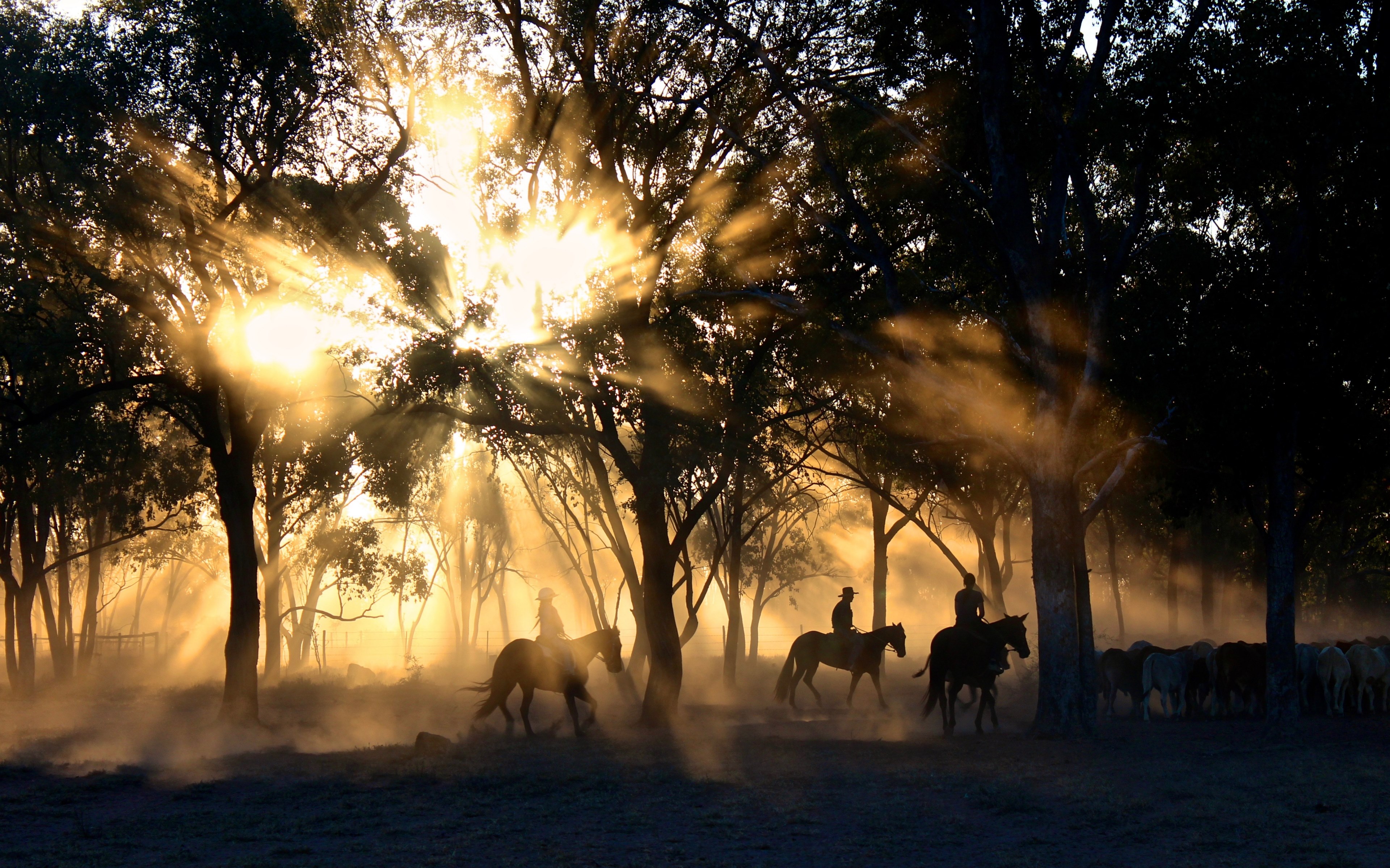 silhouettes of riders on horseback against the radiant sun breaking through the trees, the cattle herders 4k, HD Wallpaper