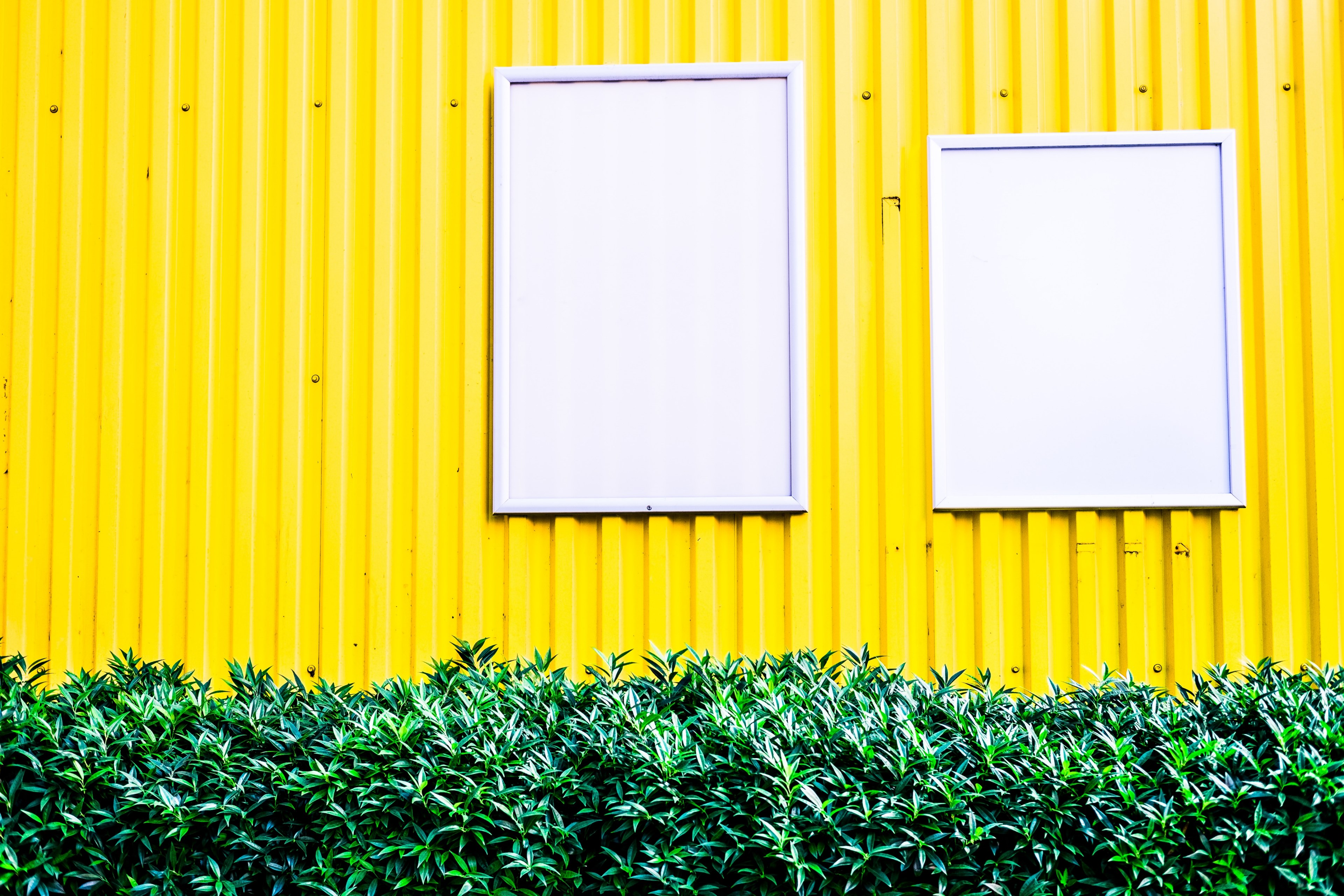 two white notice boards resembling windows on yellow metal wall with bush in front, window 4k, HD Wallpaper