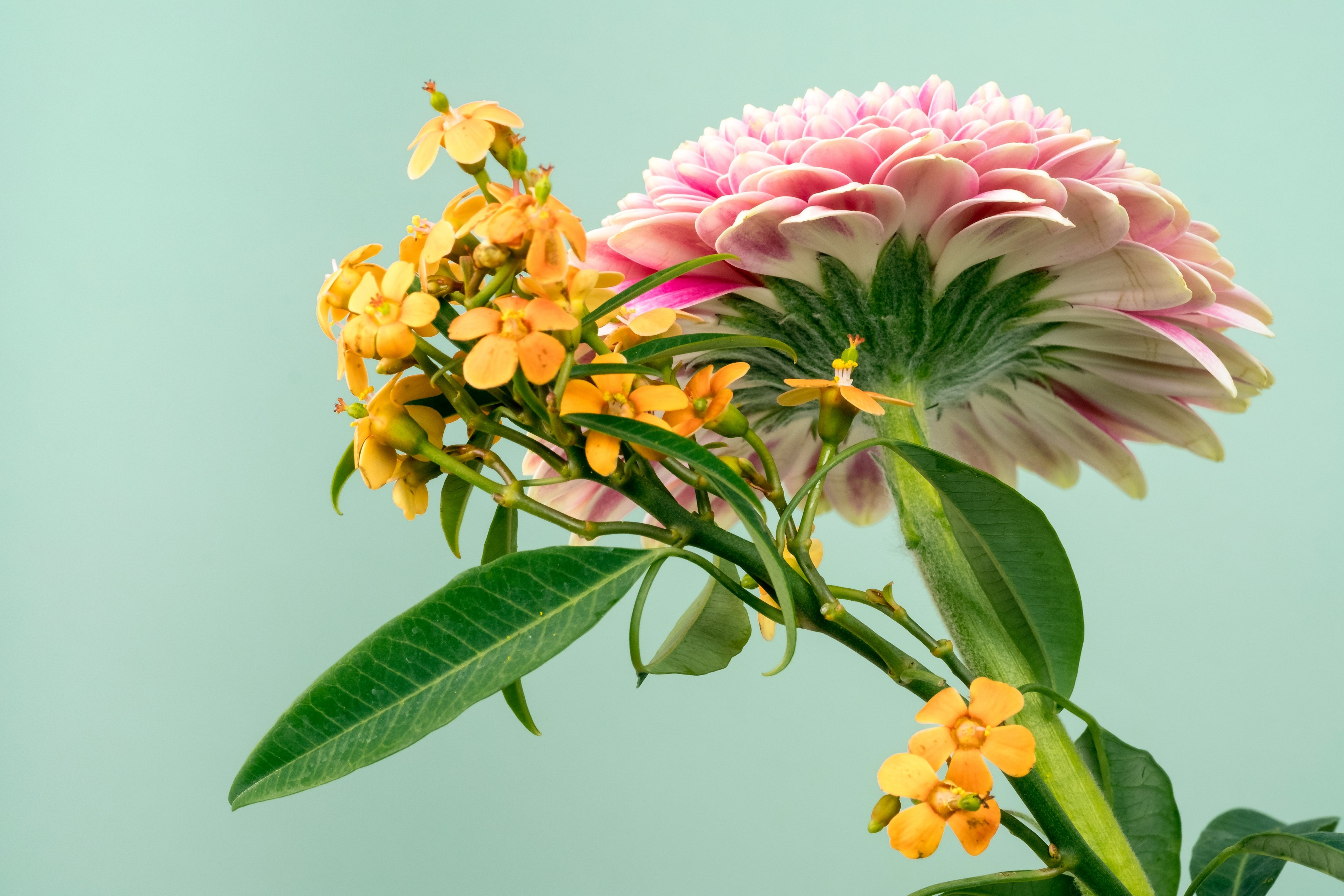 a low angle shot of the bottom of a pink dahlia and smaller orange flowers next to it, flowers 1 4k, HD Wallpaper