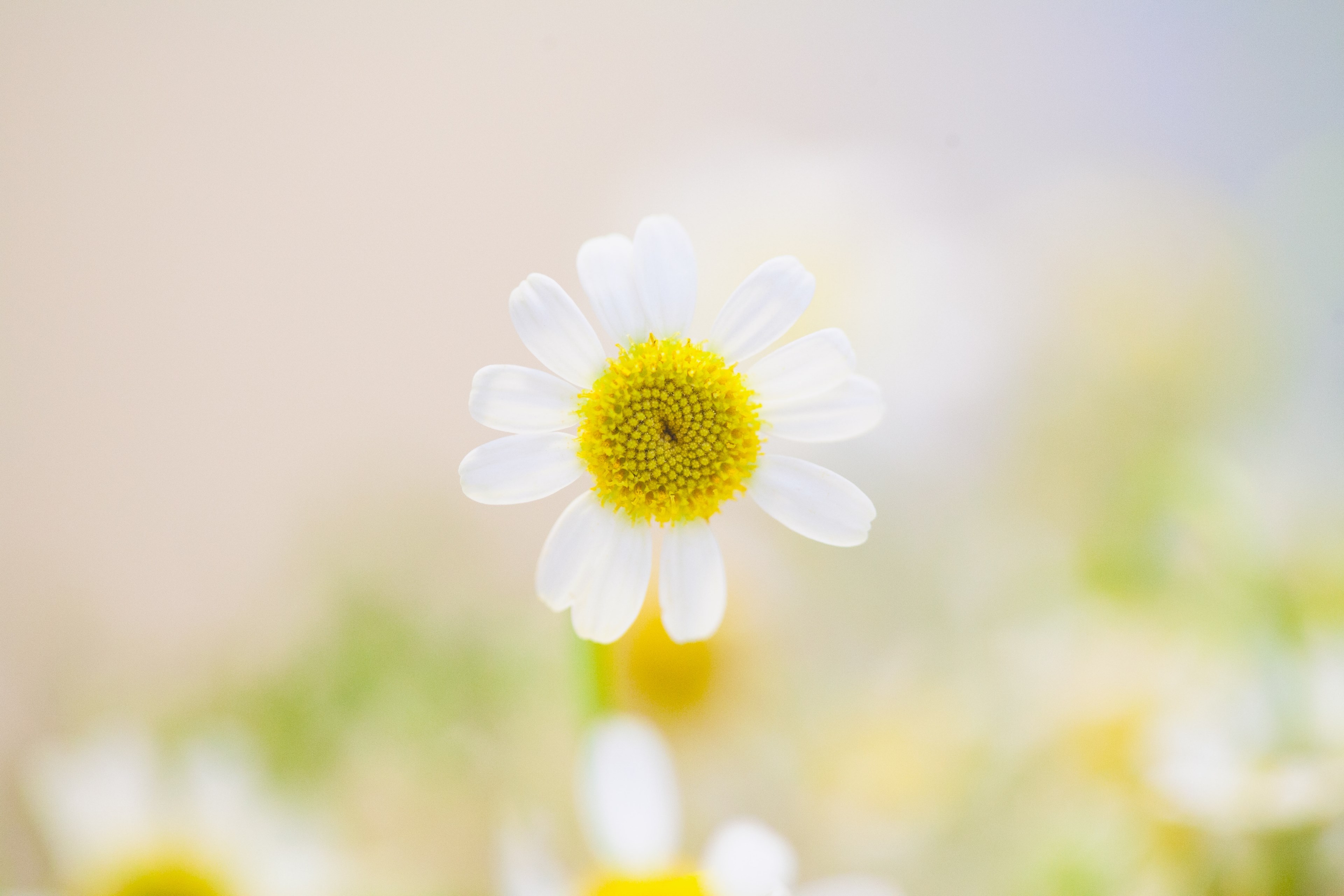 a daisy with a yellow center and white petals, daisy 4k, HD Wallpaper