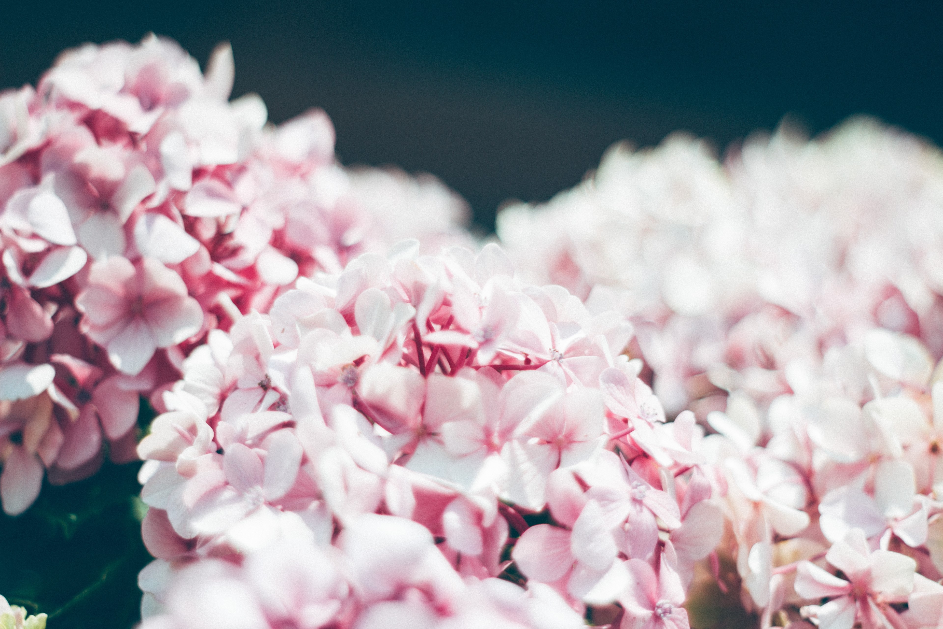 close up of clusters of light pink hydrangea flowers, hortensia 4k, HD Wallpaper
