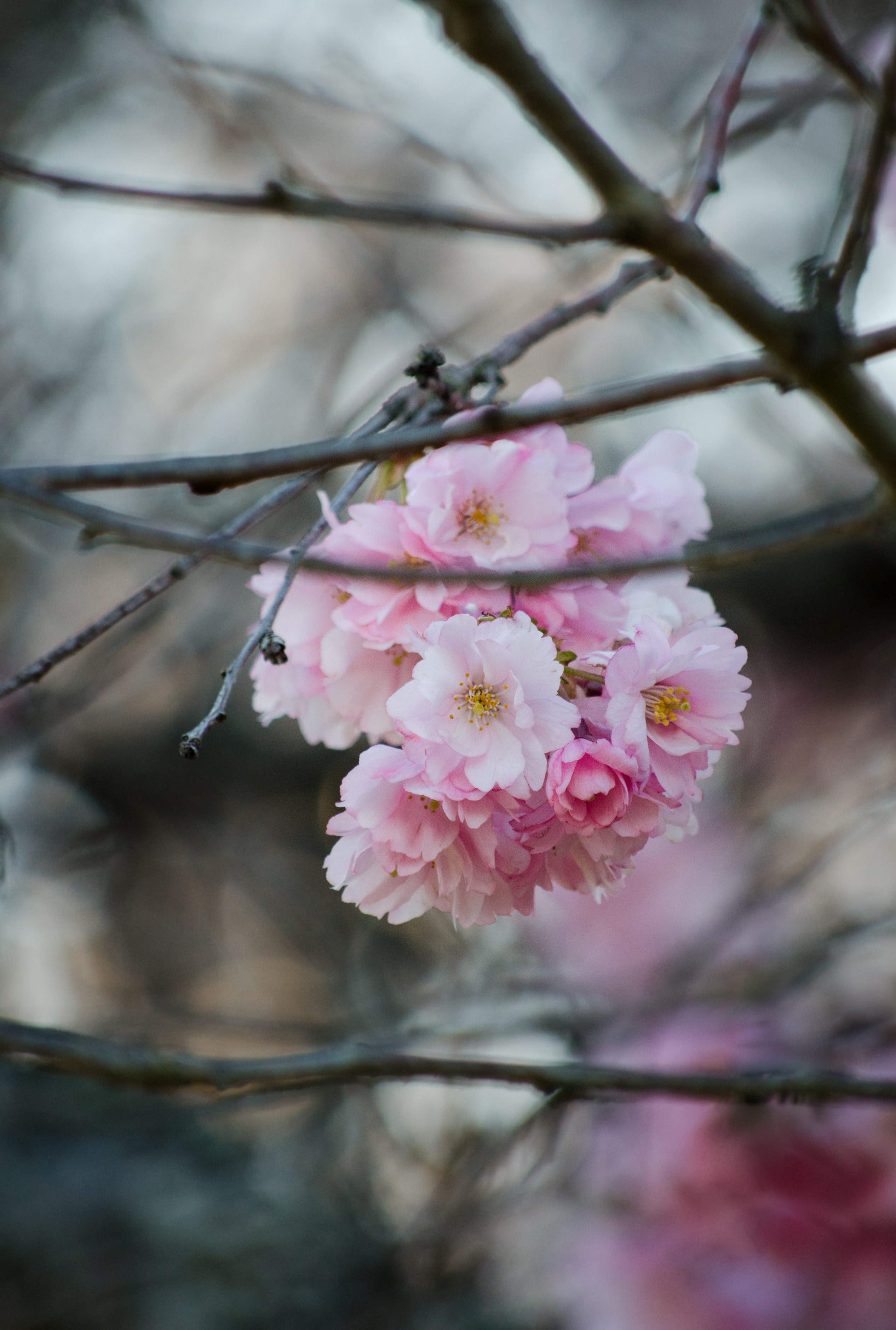 pink flower blossom bunch on branch in spring, pink blossom bunch spring 4k, Phone HD Wallpaper