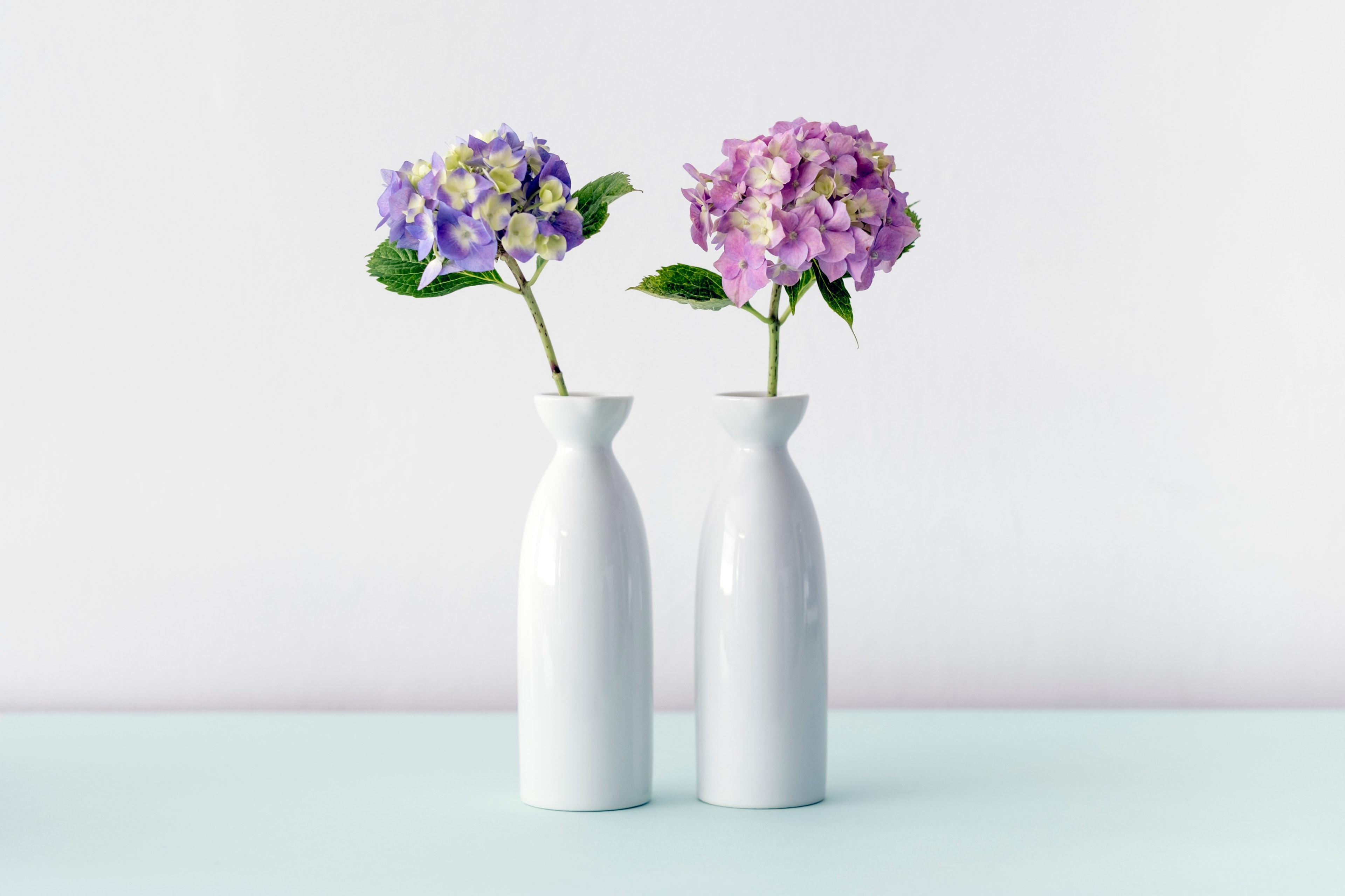 violet and pink hydrangea flowers in two white vases, two hydrangea vases 4k, HD Wallpaper