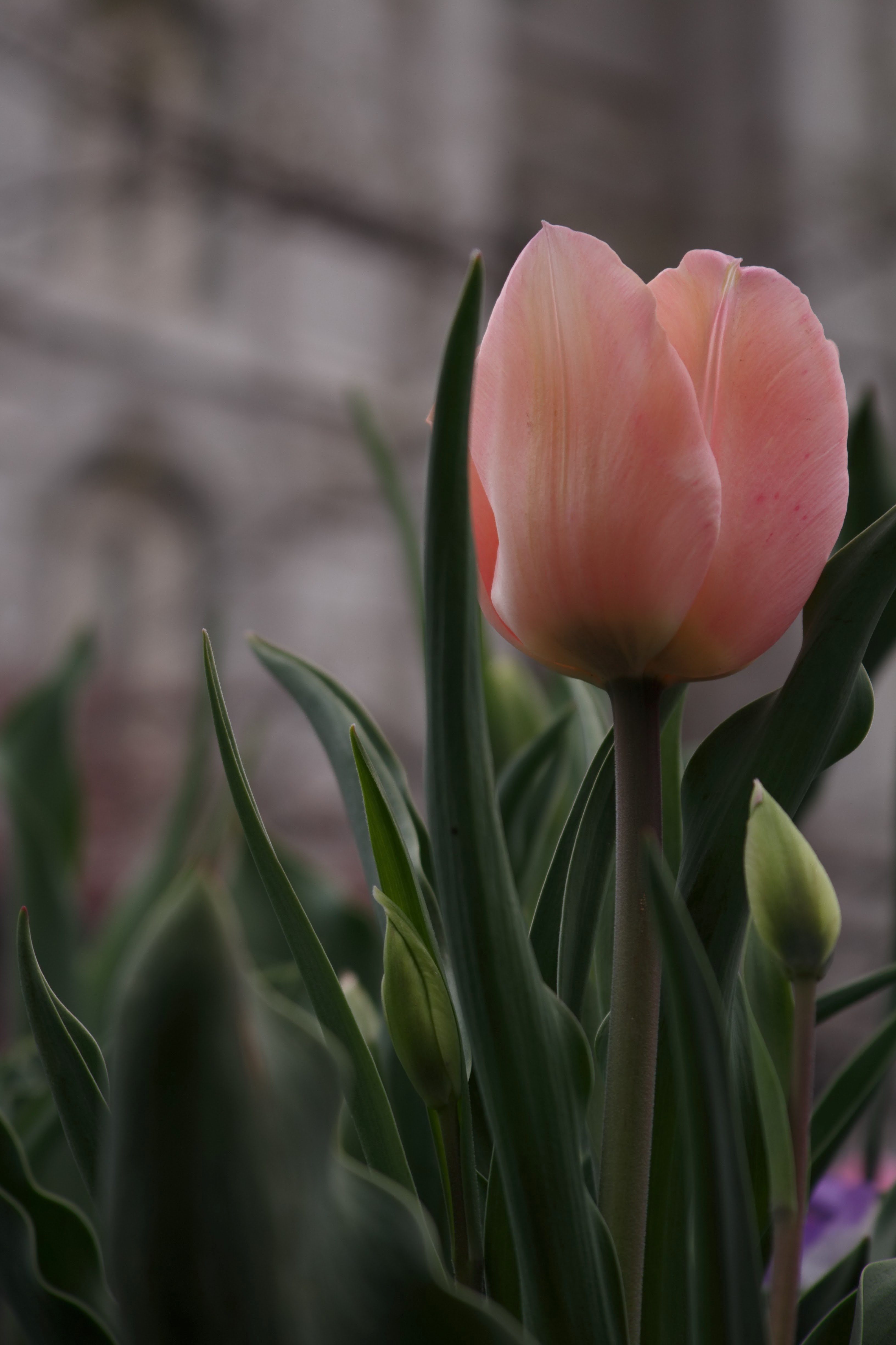 bulb color field and petal hd, 4k, Phone HD Wallpaper