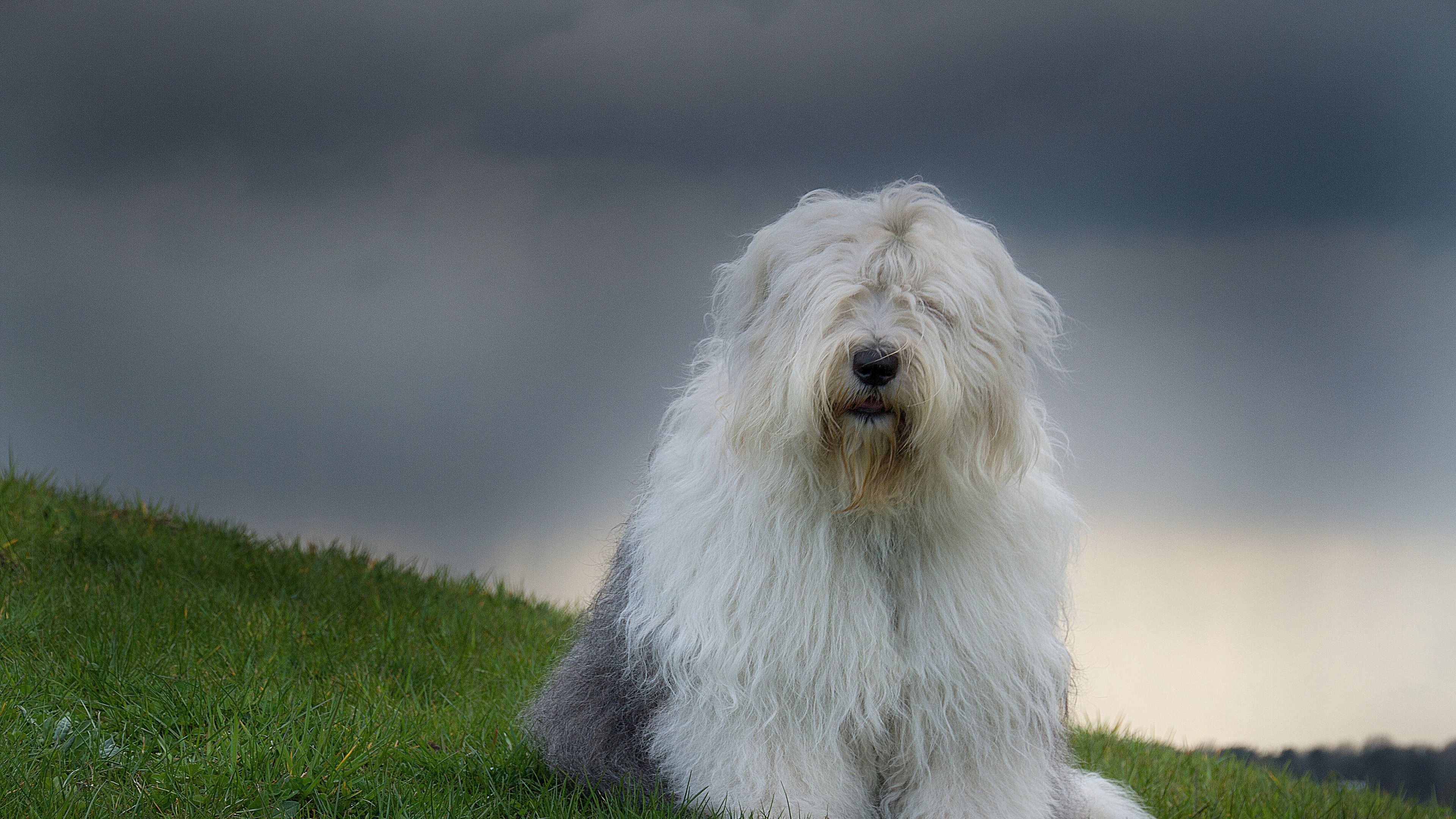 old english sheepdog, bobtail, nature, grass, dog, 4k, HD Wallpaper