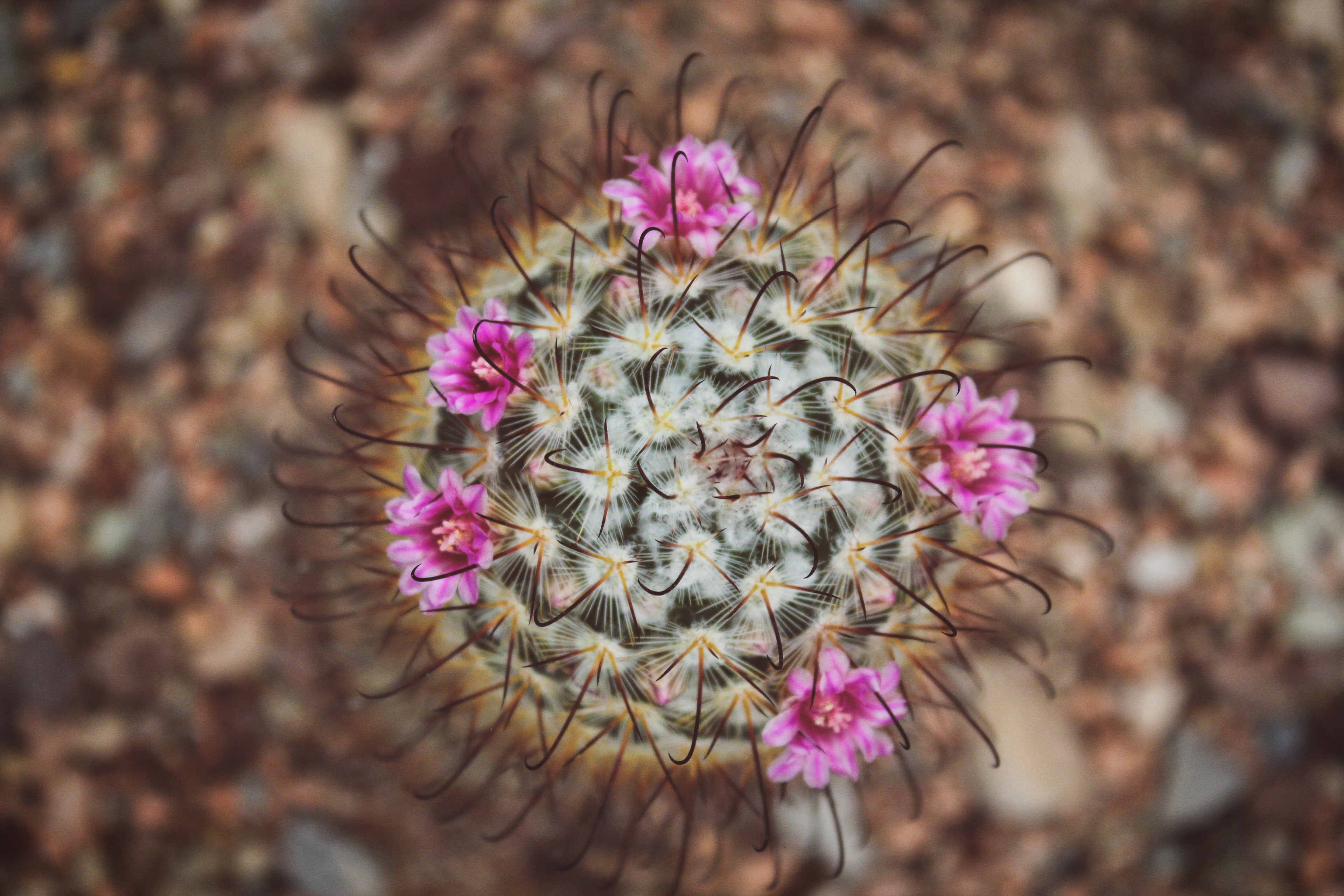 an overhead shot of a small cactus blooming with purple flowers, floreciendo en medio del desierto 4k, HD Wallpaper