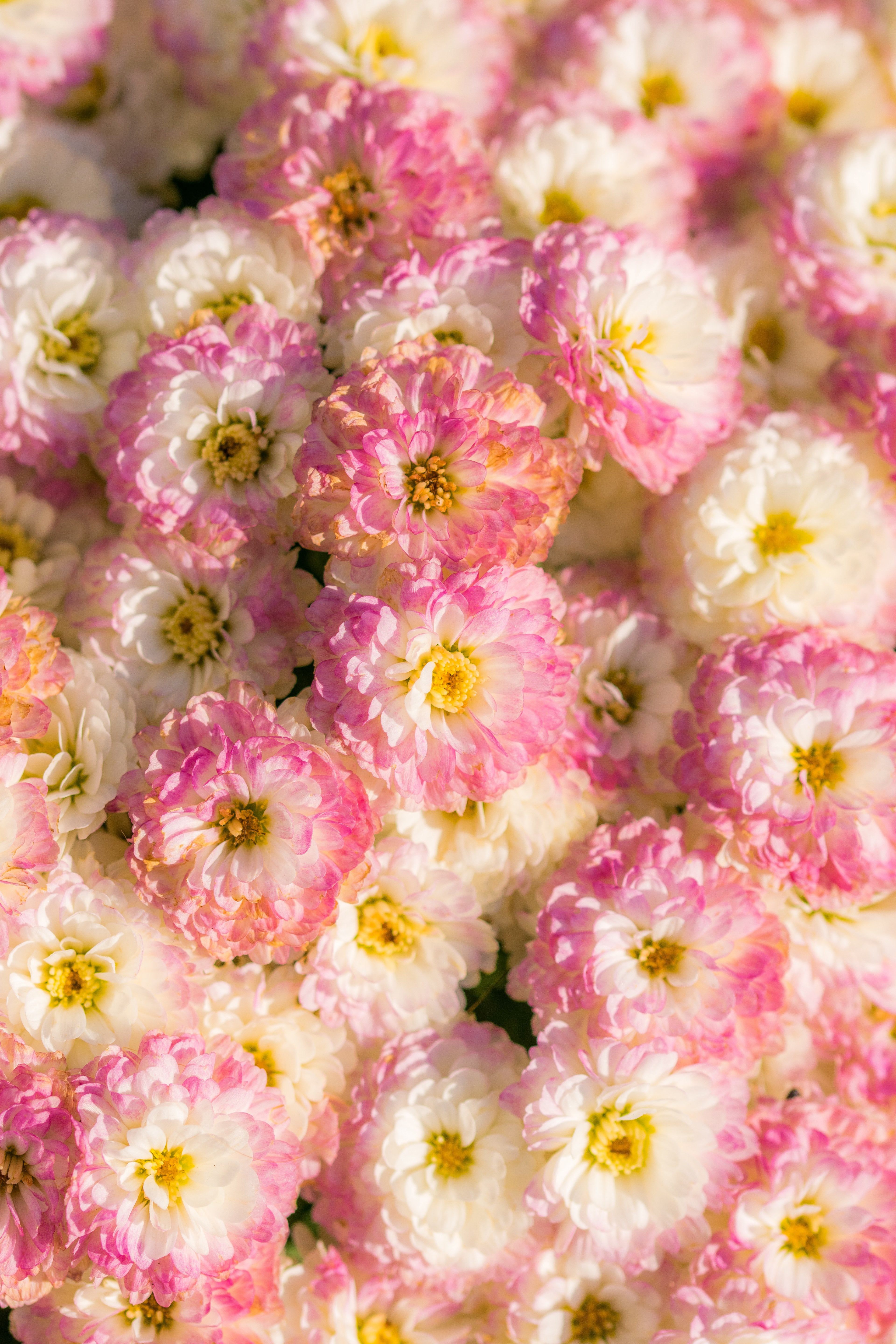 bouquet flower pink and pastel hd, 4k, Phone HD Wallpaper