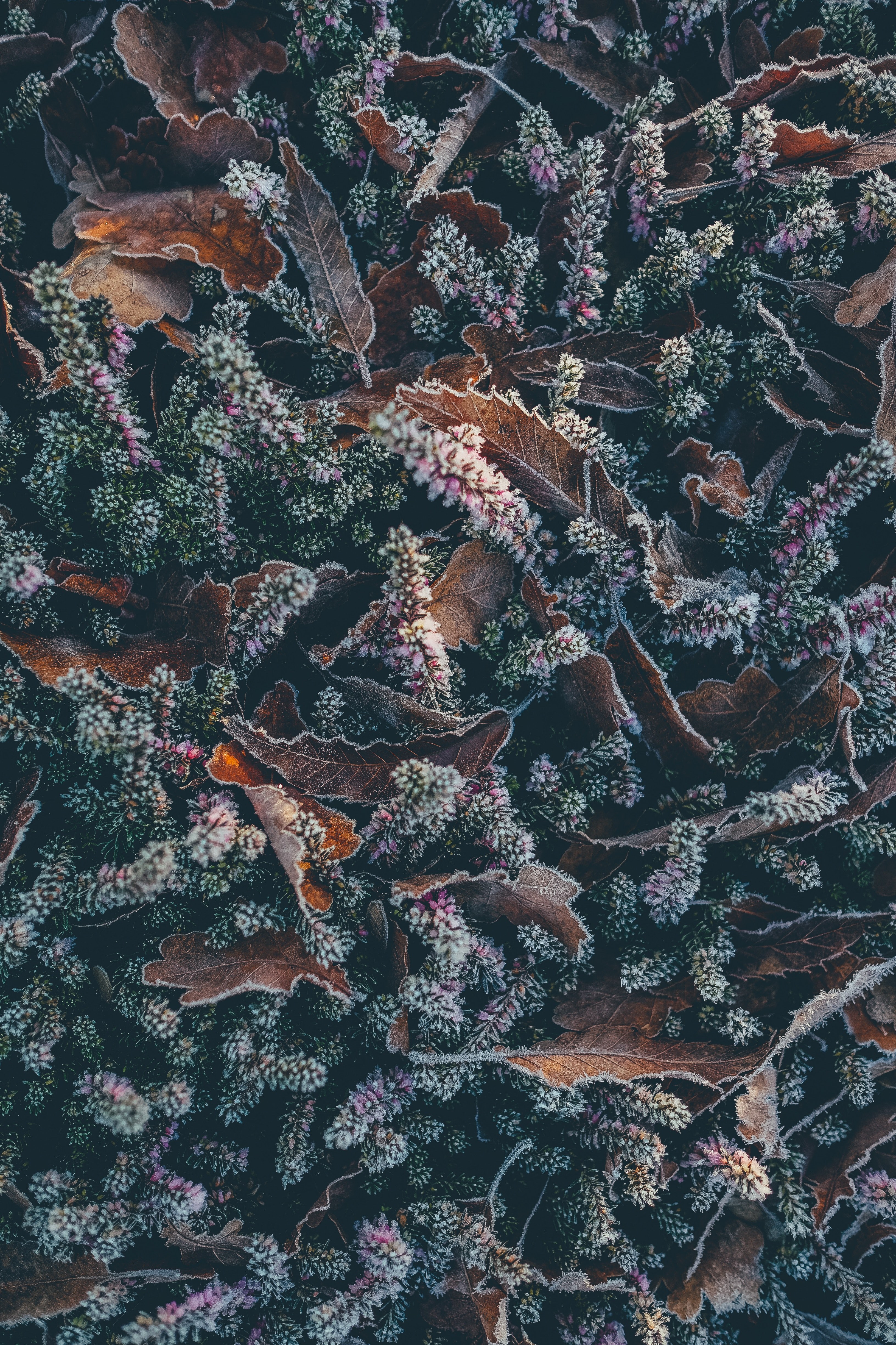frosty heather and leaves 4k, Phone HD Wallpaper
