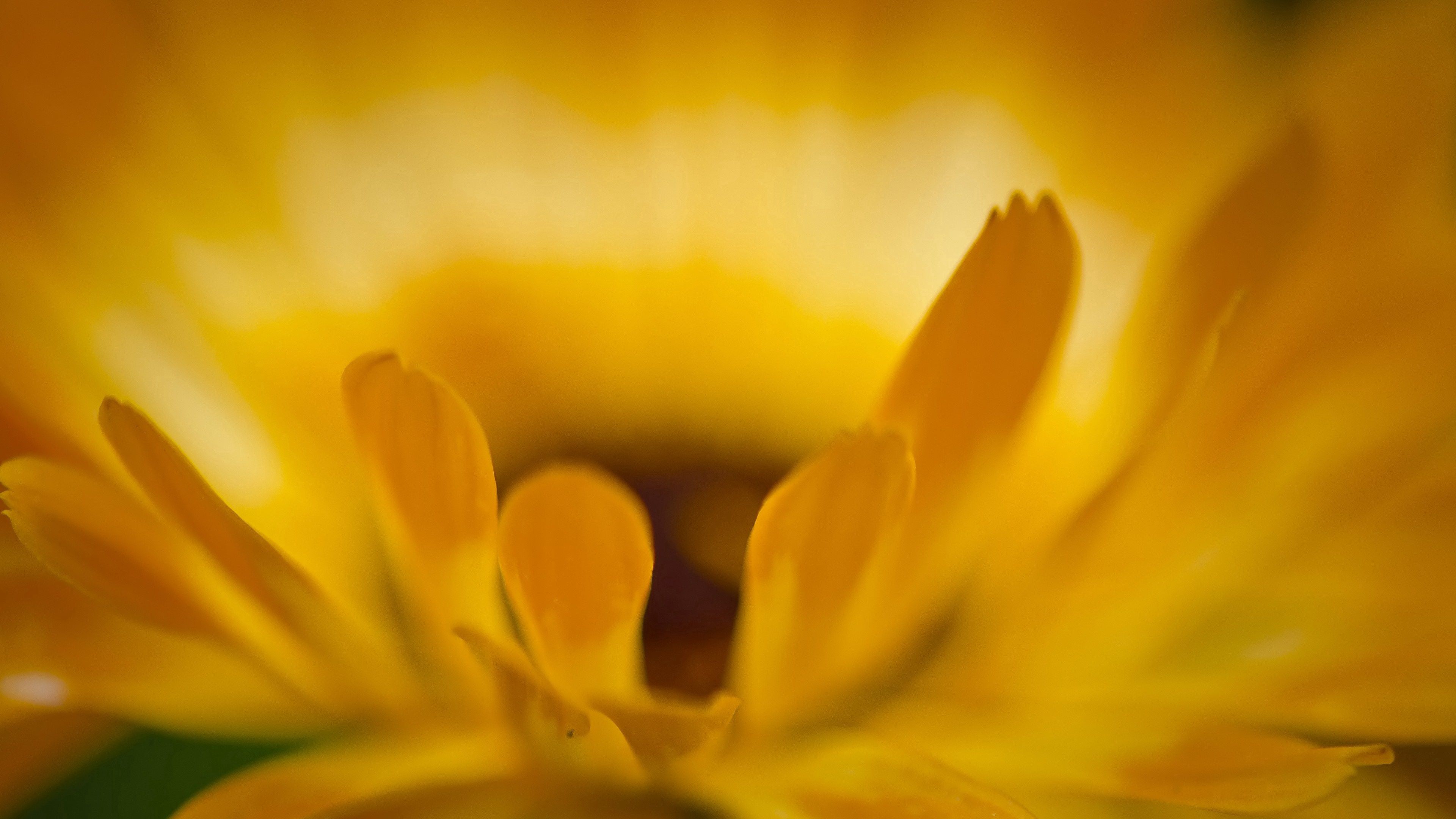 macro, petals, flower, yellow, 4k, HD Wallpaper