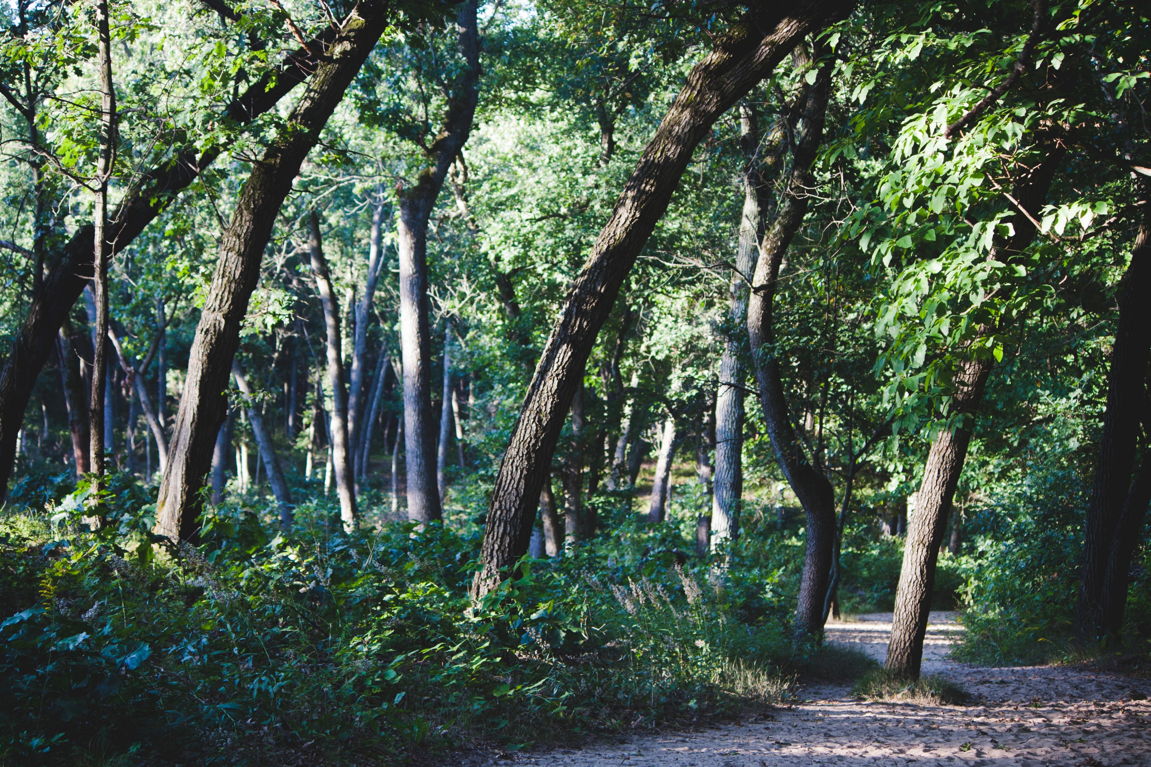 a path through a deciduous forest in indiana dunes national lakeshore, path among leafy trees 4k, HD Wallpaper