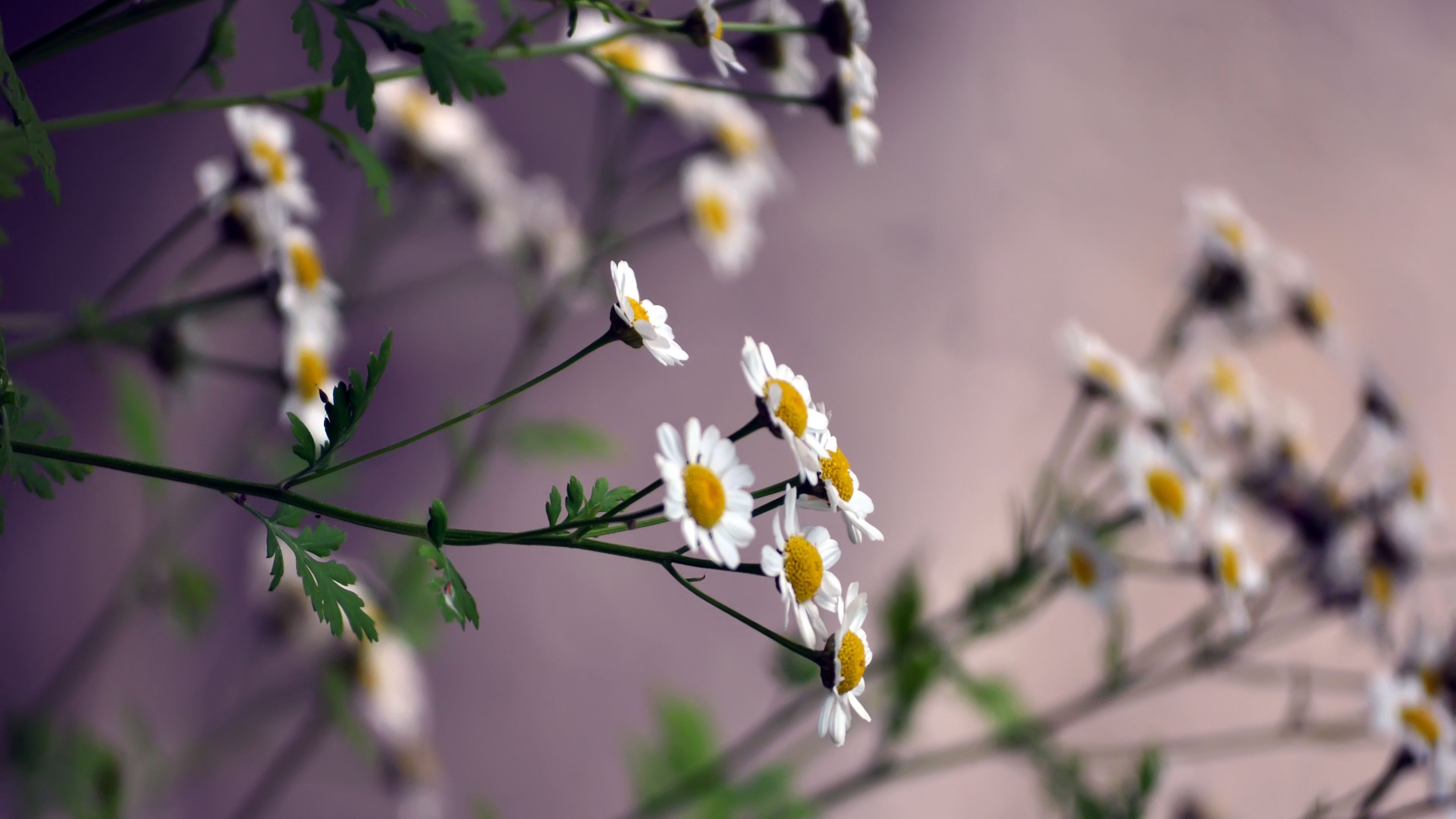 flowers, daisies, blurring, 4k, HD Wallpaper