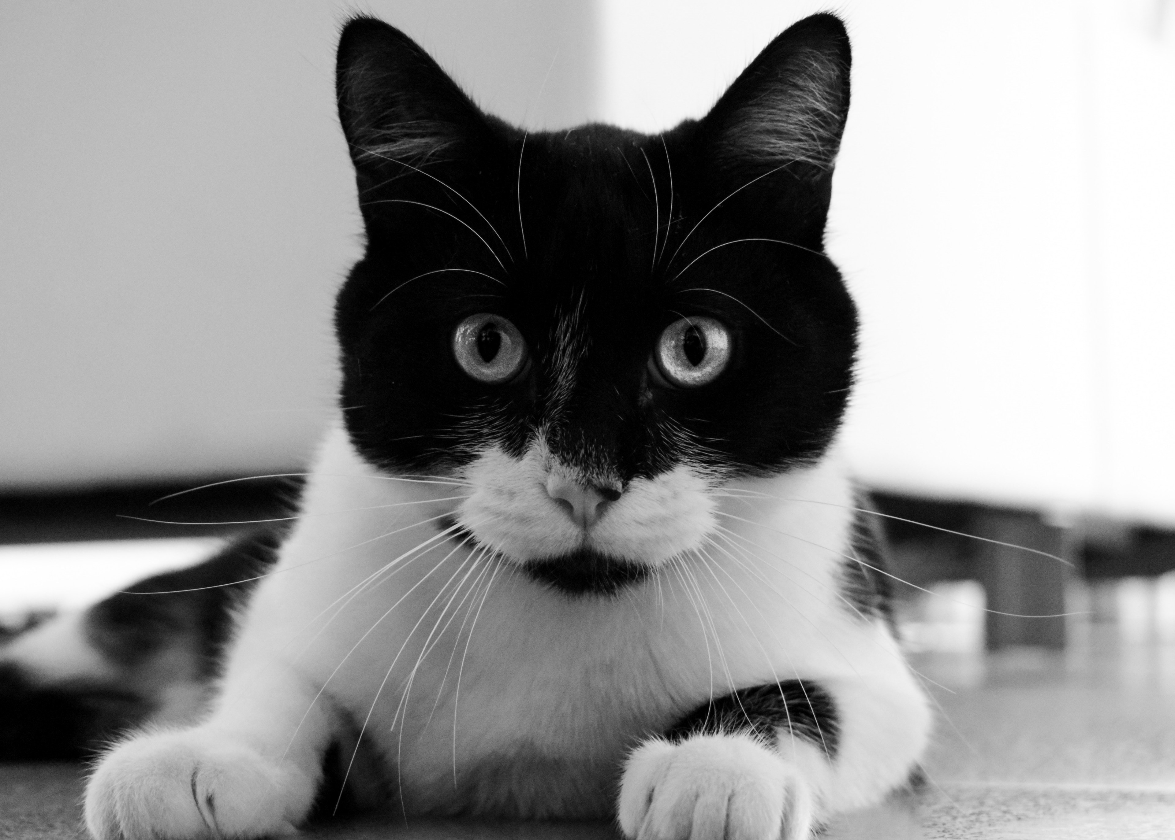 mojito the cat 4k, HD Wallpaper