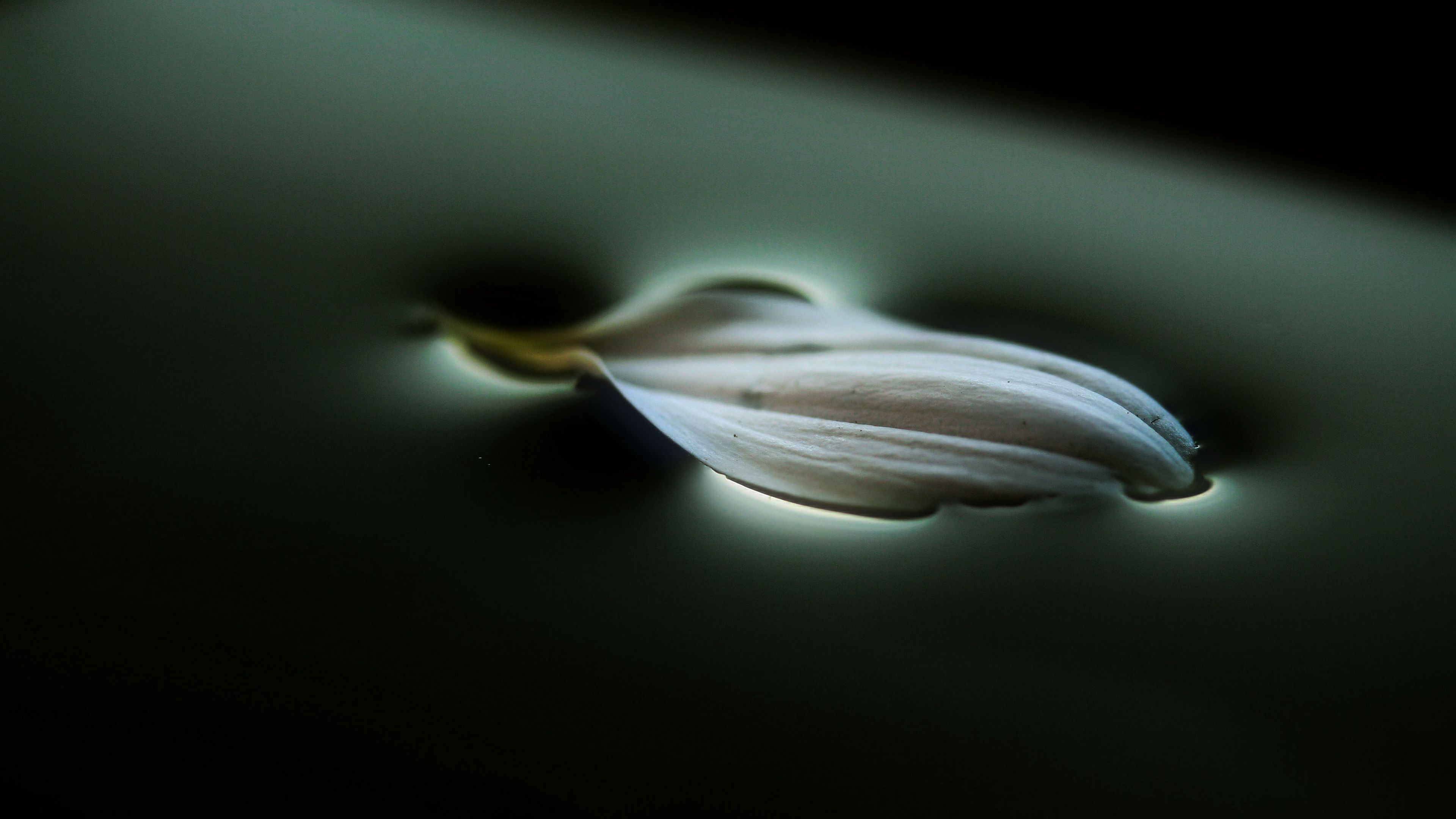 petal, water, macro, 4k, HD Wallpaper