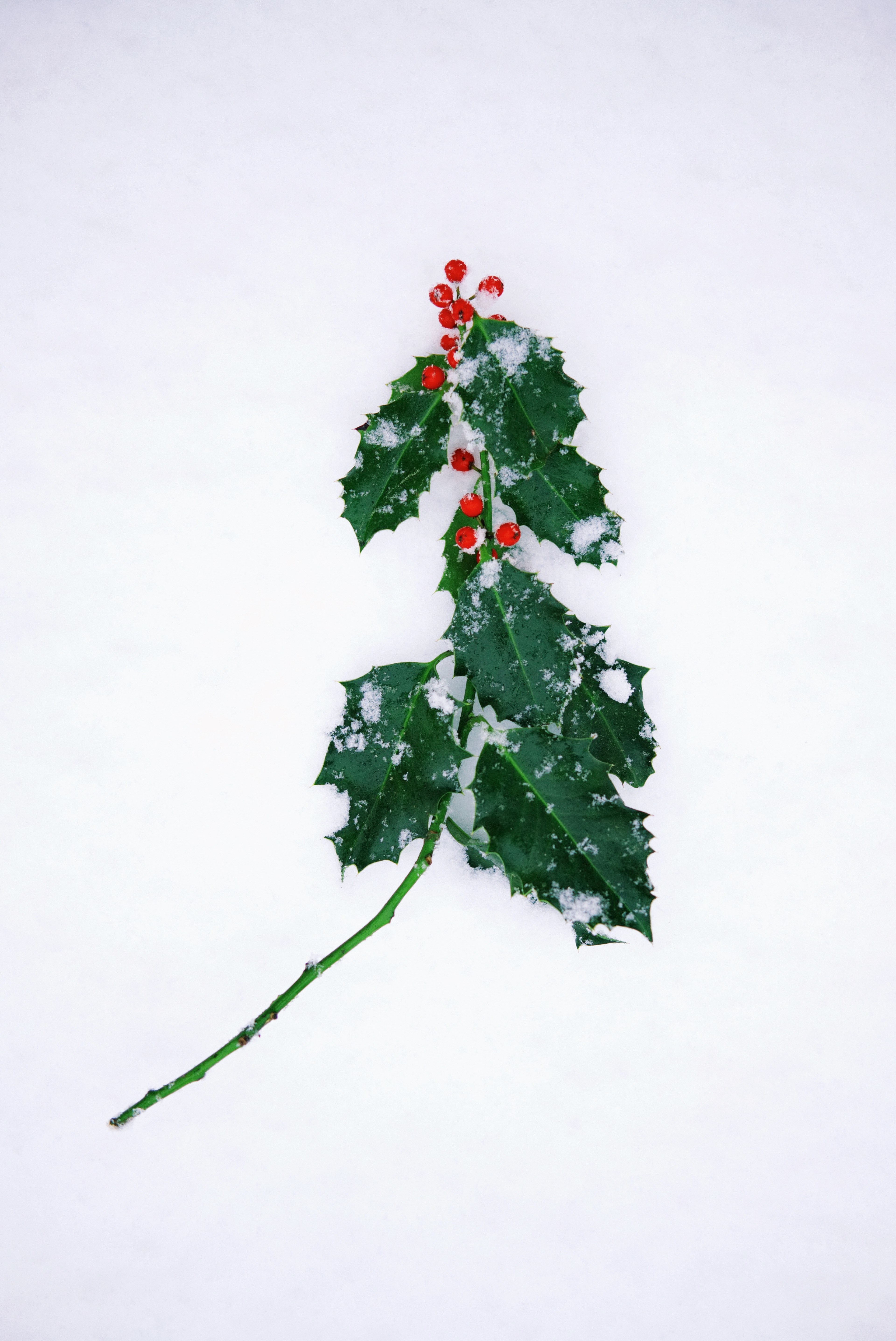 holly in the snow 4k, Phone HD Wallpaper