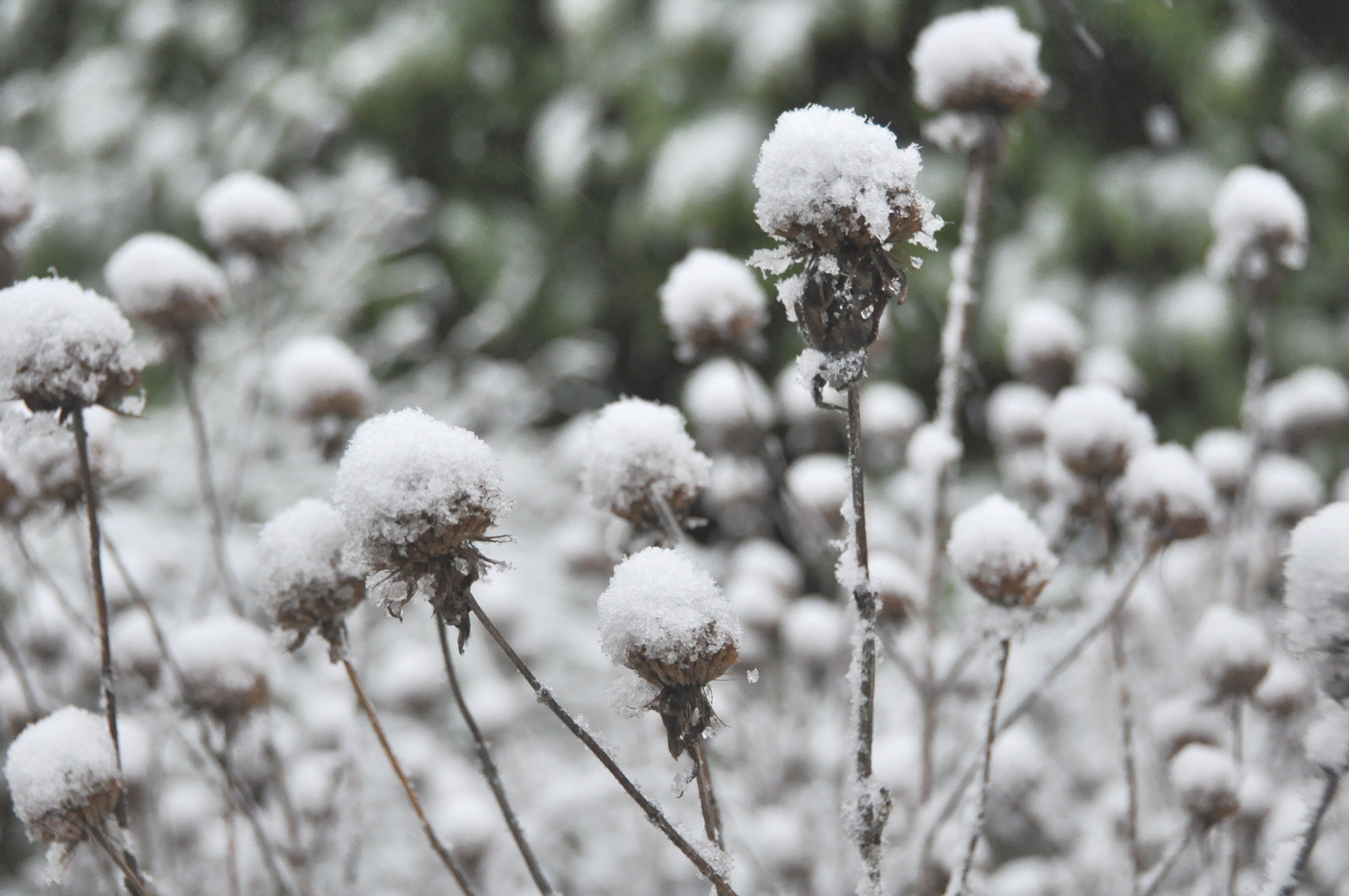 winter wonderland 4k, HD Wallpaper